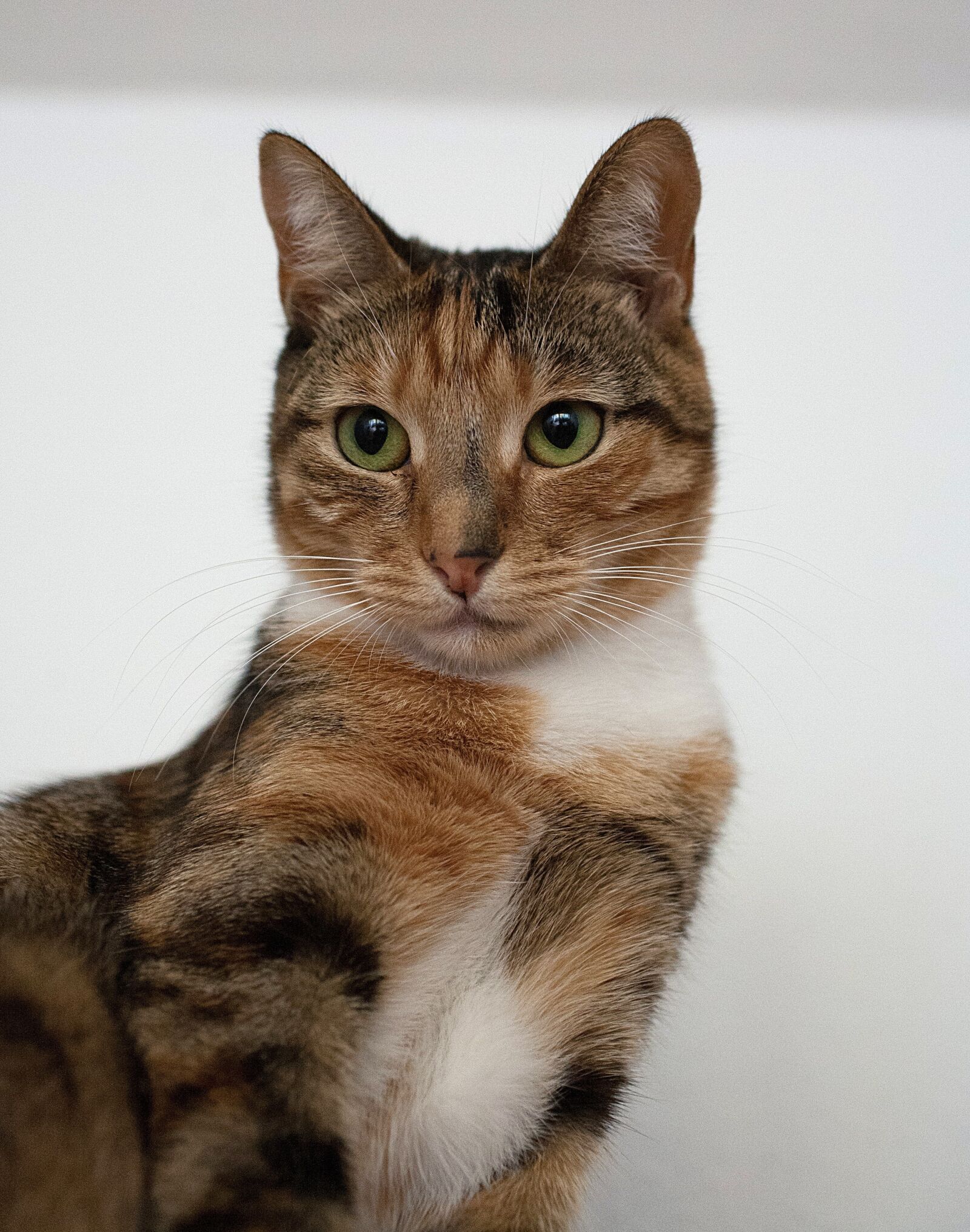 Canon EOS 5D sample photo. Cat, tabby, kitty photography
