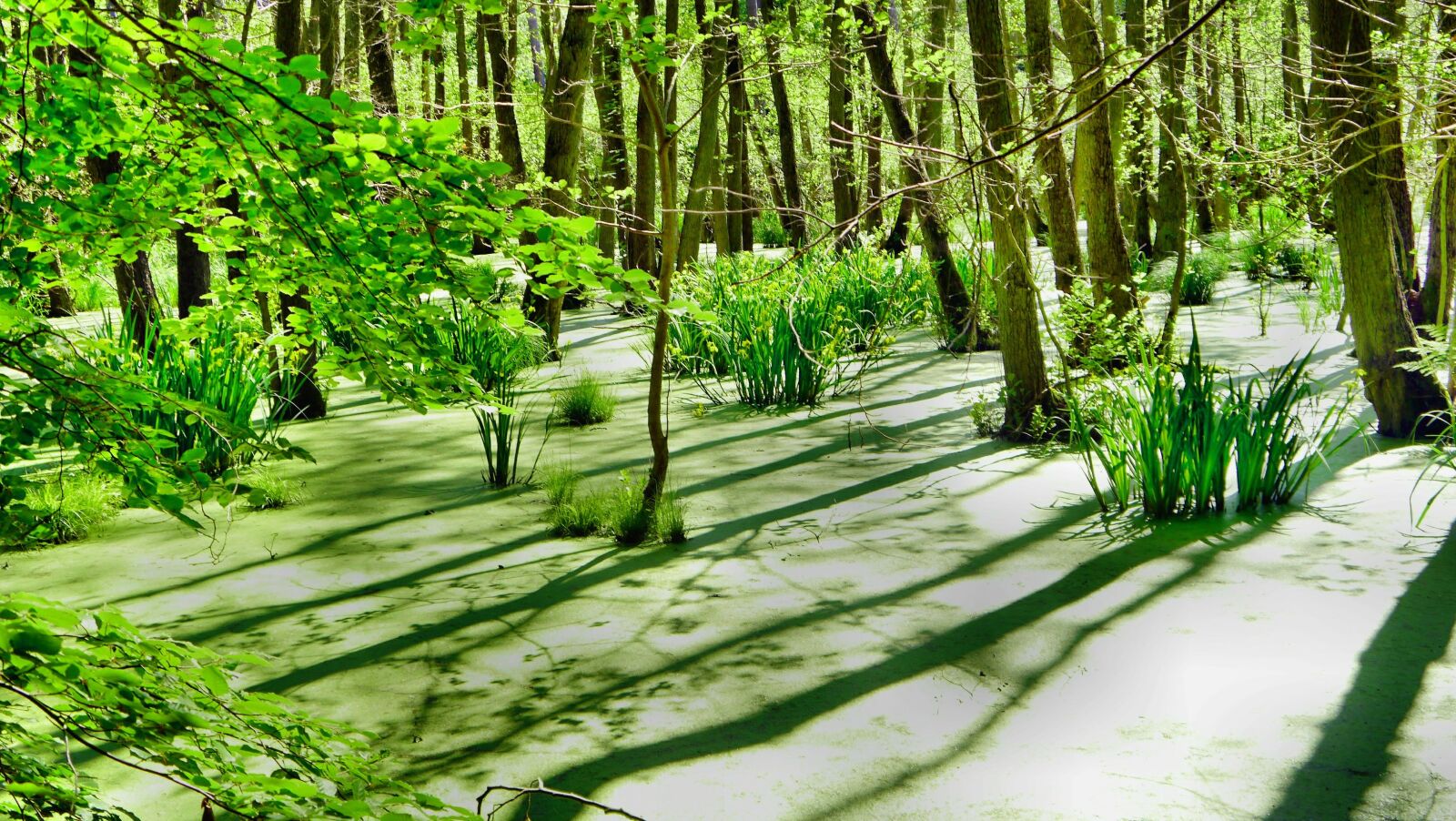 Panasonic Lumix DMC-G5 sample photo. Baltic sea, usedom, nature photography