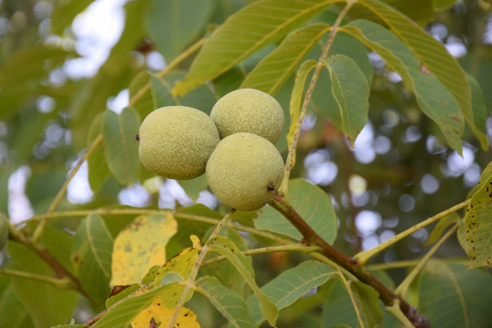 Nikon D5300 sample photo. Leaves, fruit, plant photography