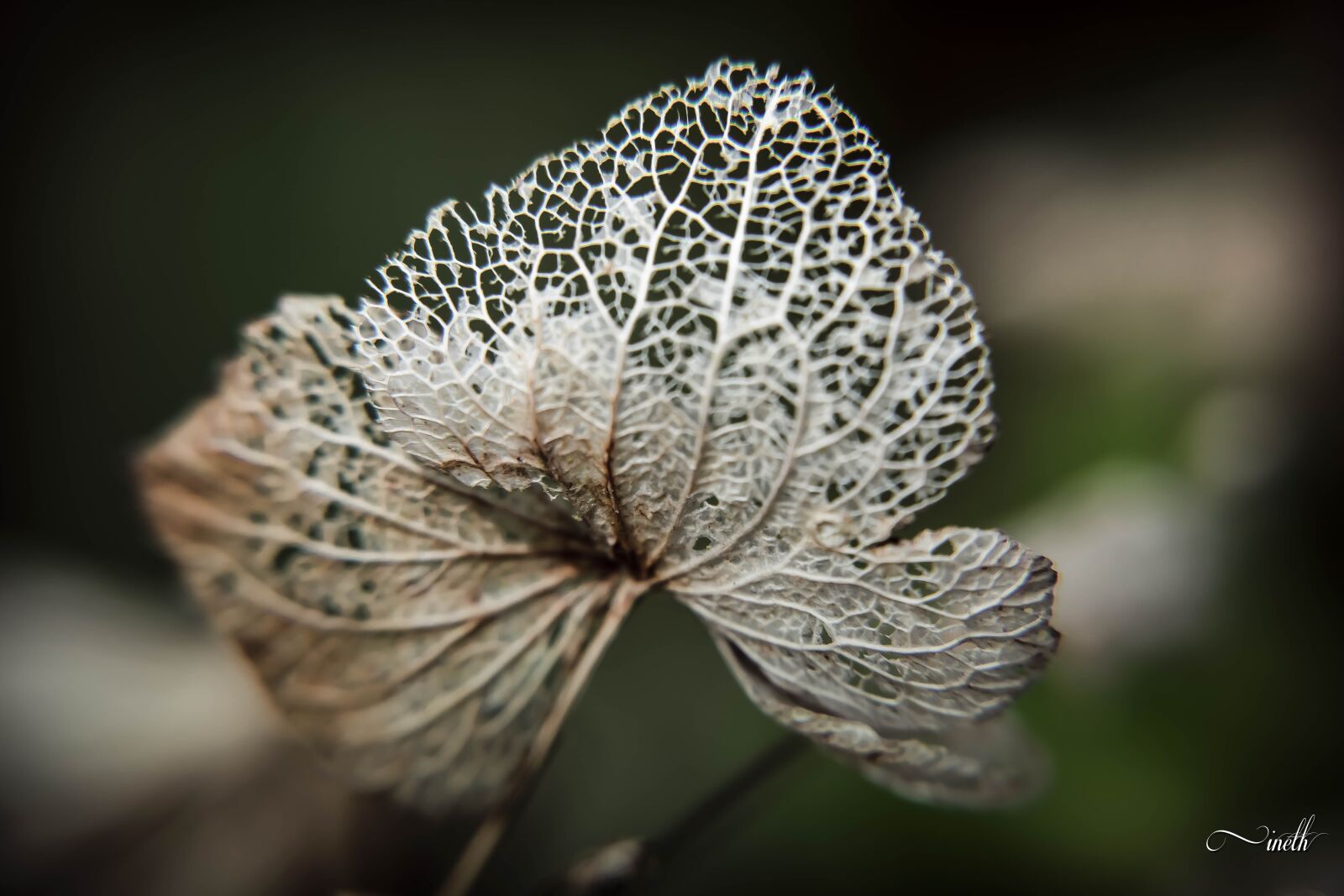 Nikon D5300 sample photo. Nigella, damascus, dry photography