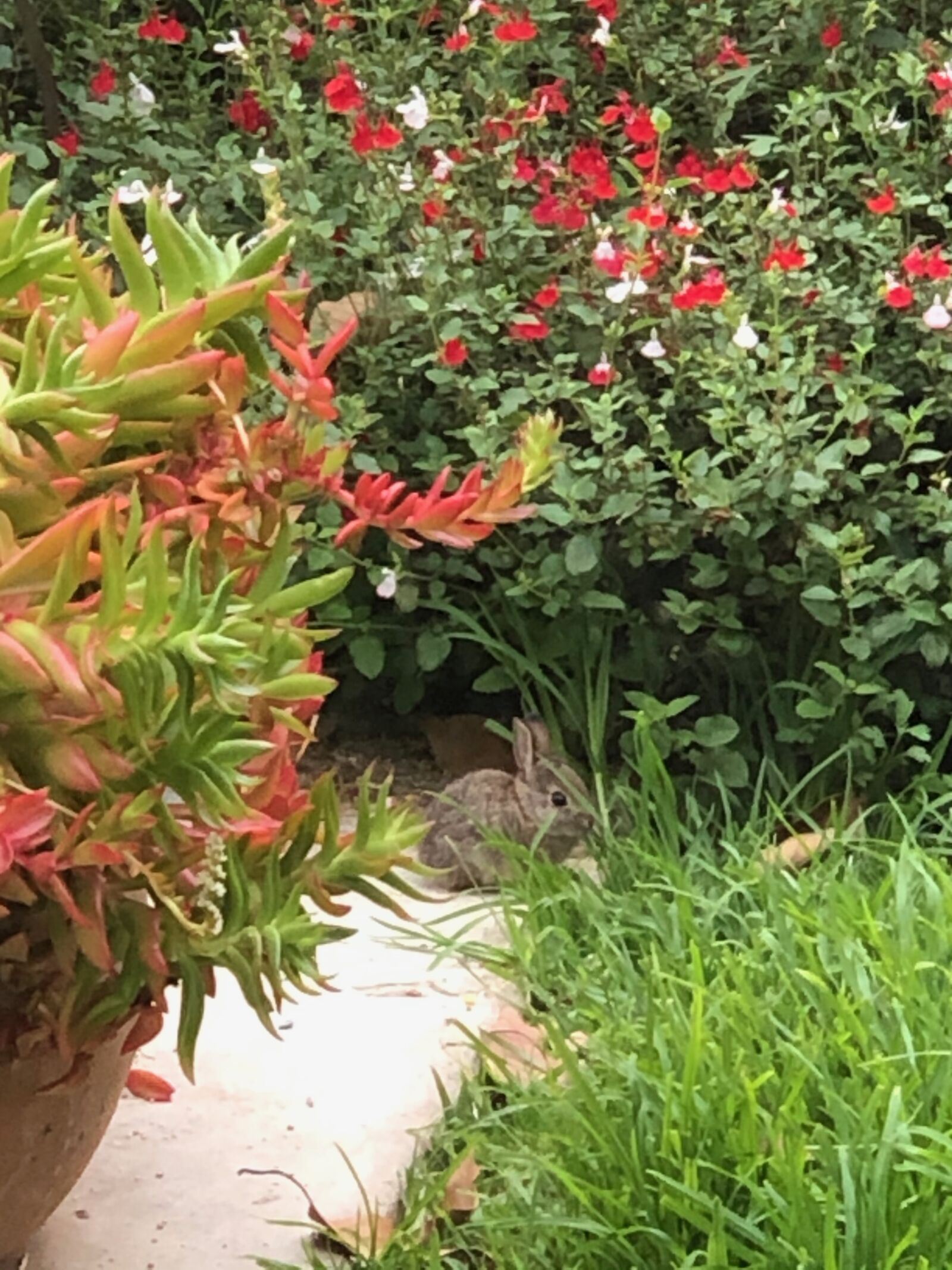 iPhone X back dual camera 6mm f/2.4 sample photo. Rabbit, bush, flowers photography