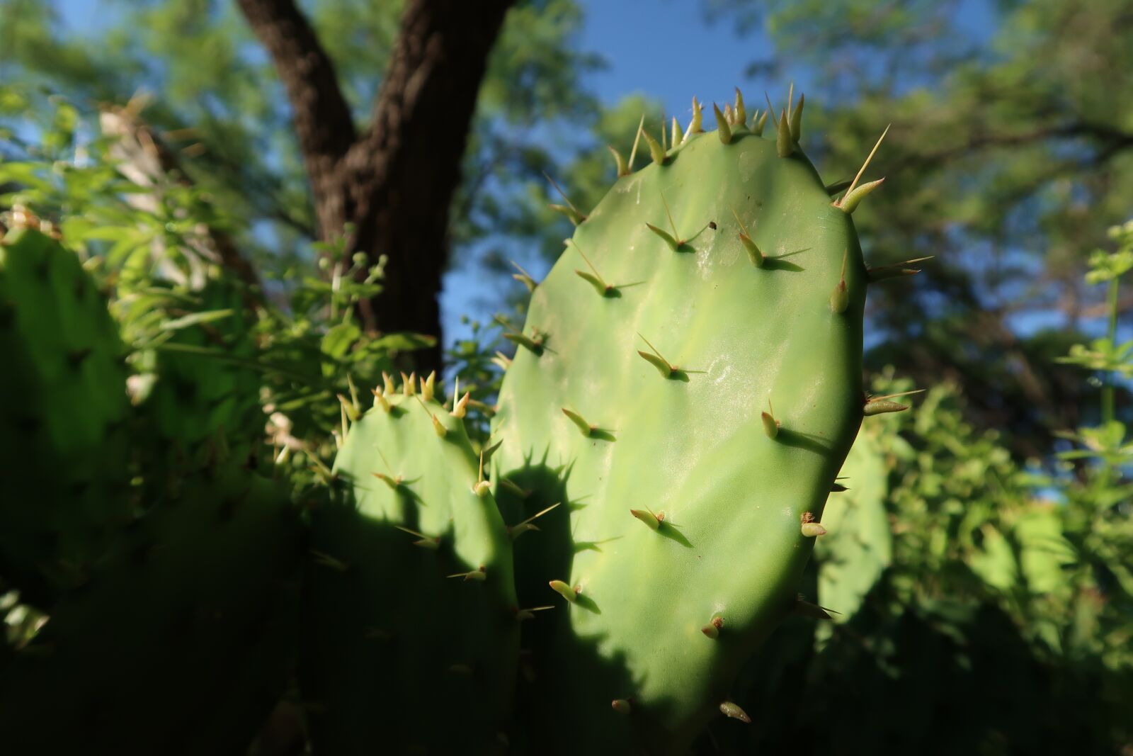 Canon PowerShot G7 X Mark II sample photo. Cactus, explore, outside photography