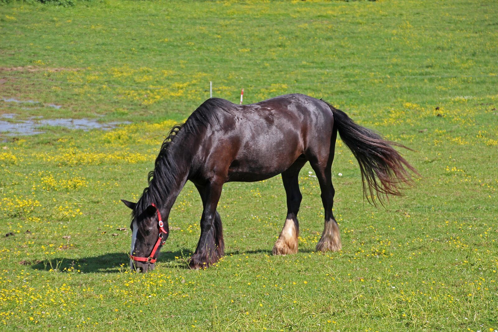 Canon EOS 700D (EOS Rebel T5i / EOS Kiss X7i) sample photo. Horses, animals, fauna photography