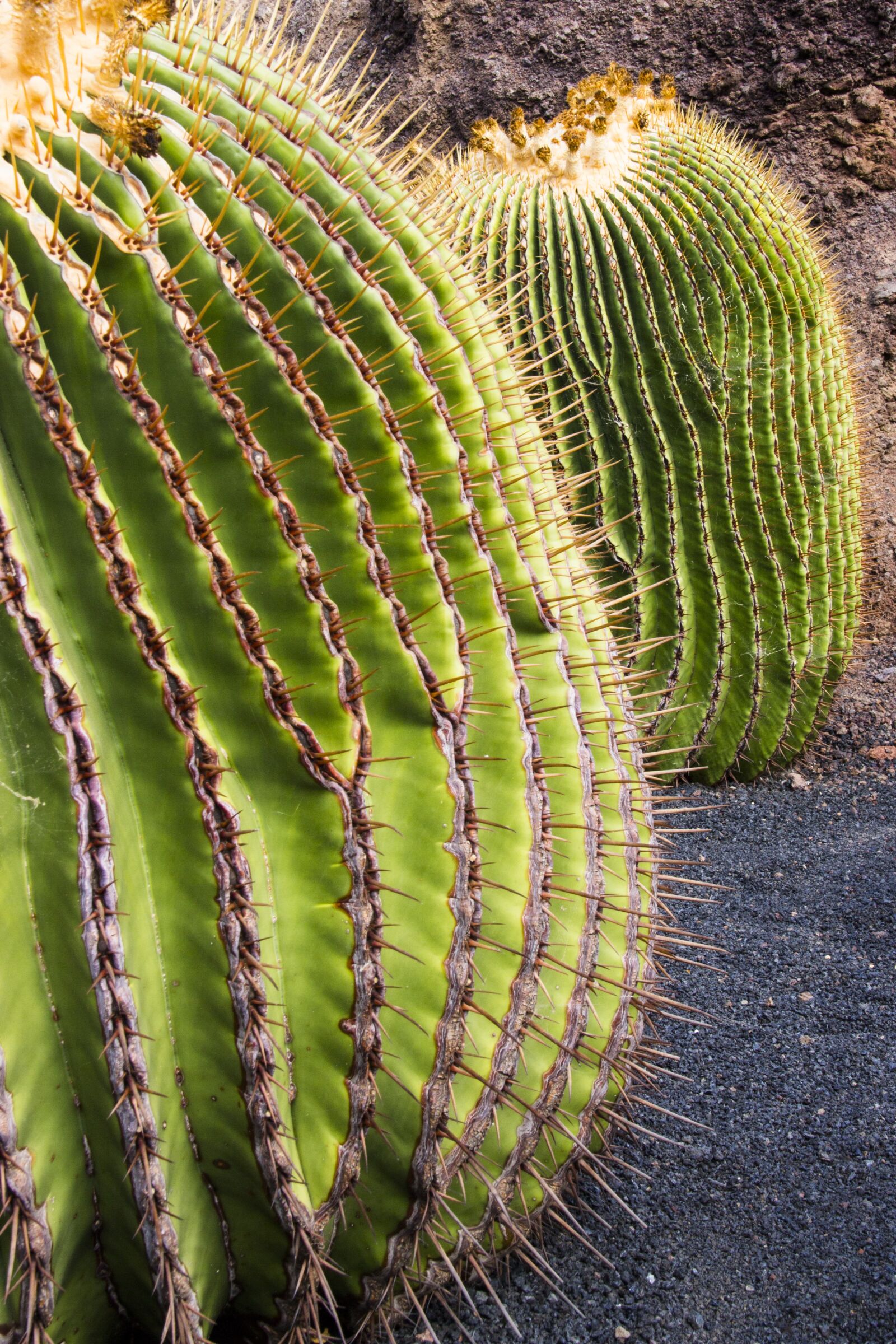 Canon EOS 700D (EOS Rebel T5i / EOS Kiss X7i) sample photo. Cactus, spur, dorne photography