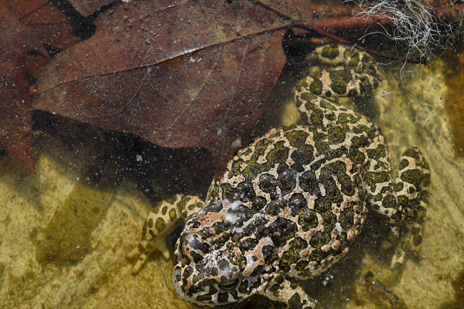 Nikon D5500 sample photo. Nature, animal, invertebrate, frog photography