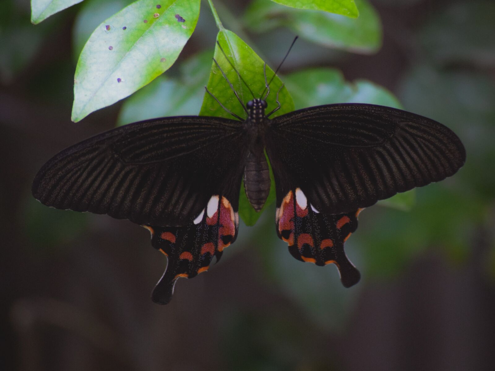 Nikon D5300 sample photo. Butterfly, black, insect photography