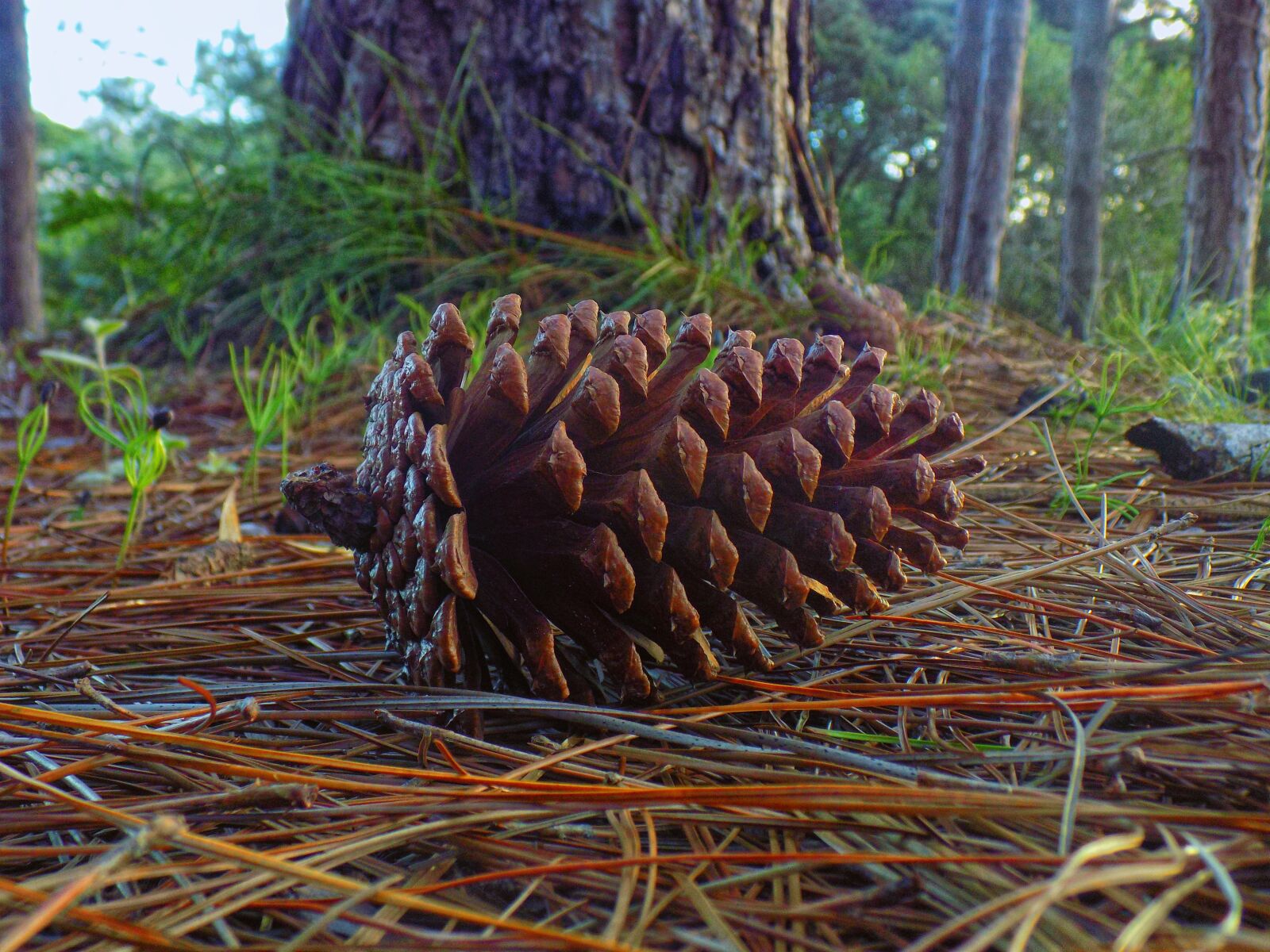 Nikon COOLPIX L330 sample photo. Pine cone, araucaria, plant photography