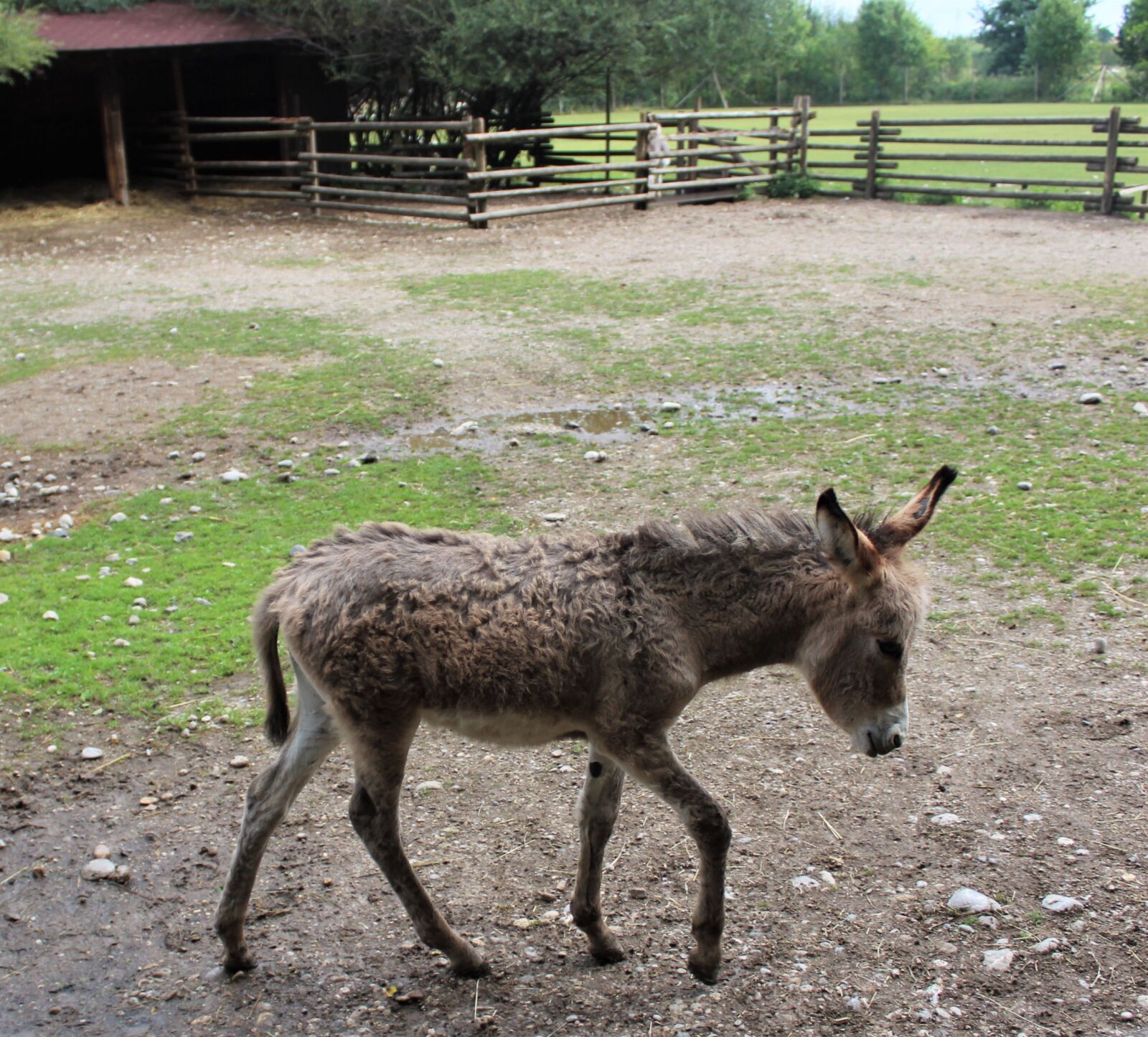 Canon EOS 1300D (EOS Rebel T6 / EOS Kiss X80) sample photo. Donkey, young animal, mammal photography