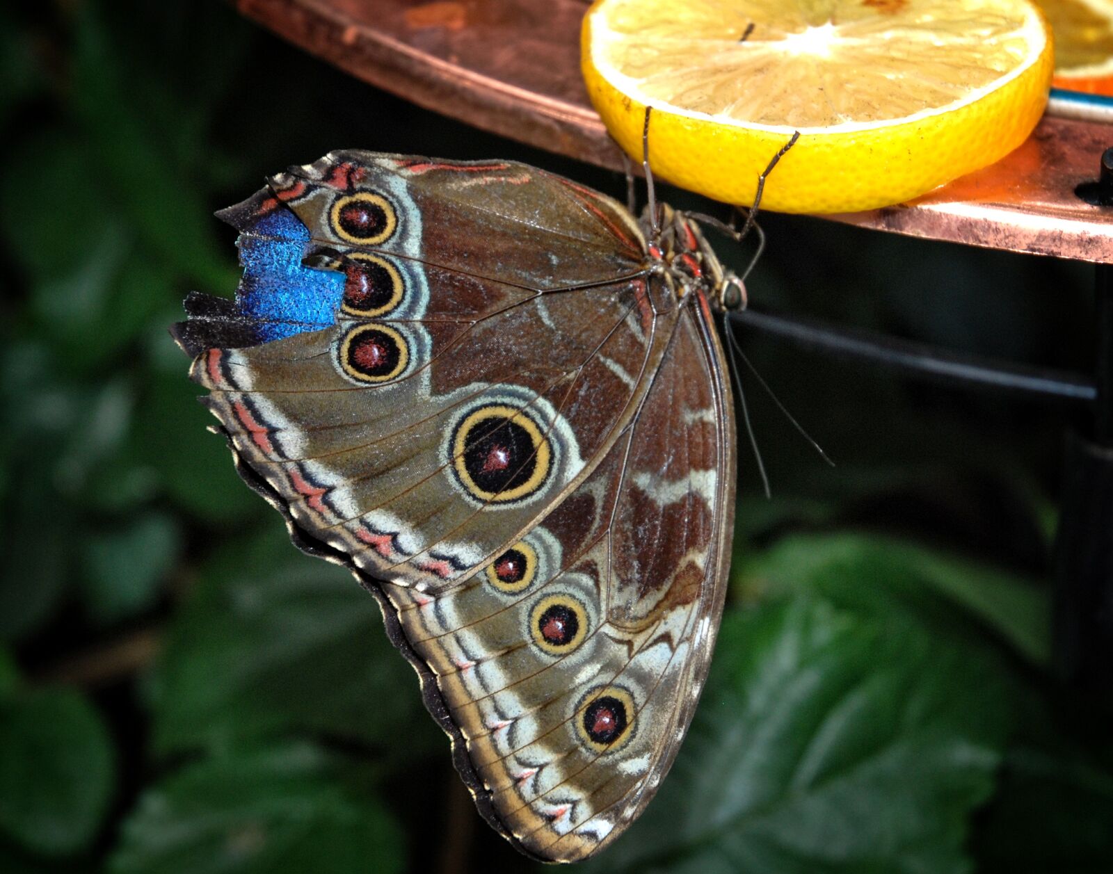 Nikon D80 sample photo. Caligo, eurilochus, butterfly photography