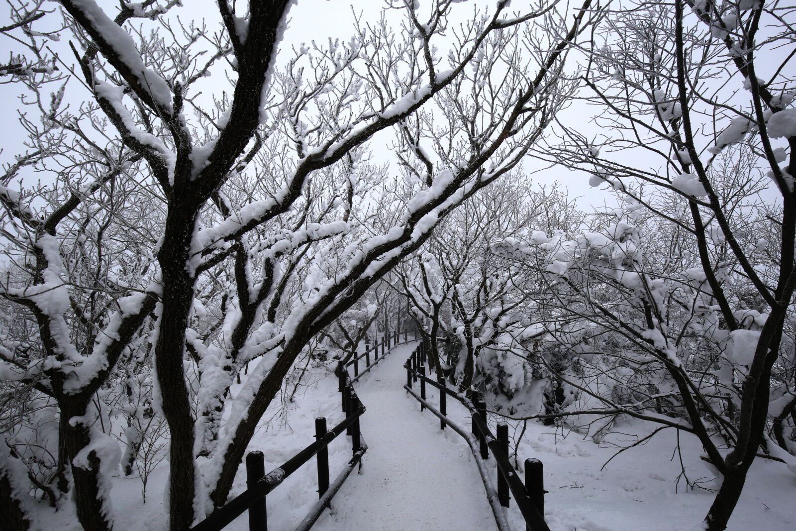 Canon EF 16-35mm F4L IS USM sample photo. Winter, wood, snow photography
