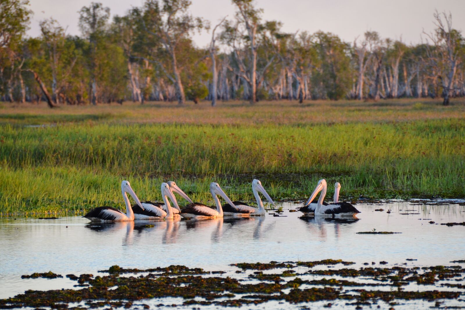 Nikon D5100 sample photo. Pelican, wetlands, kakadu photography