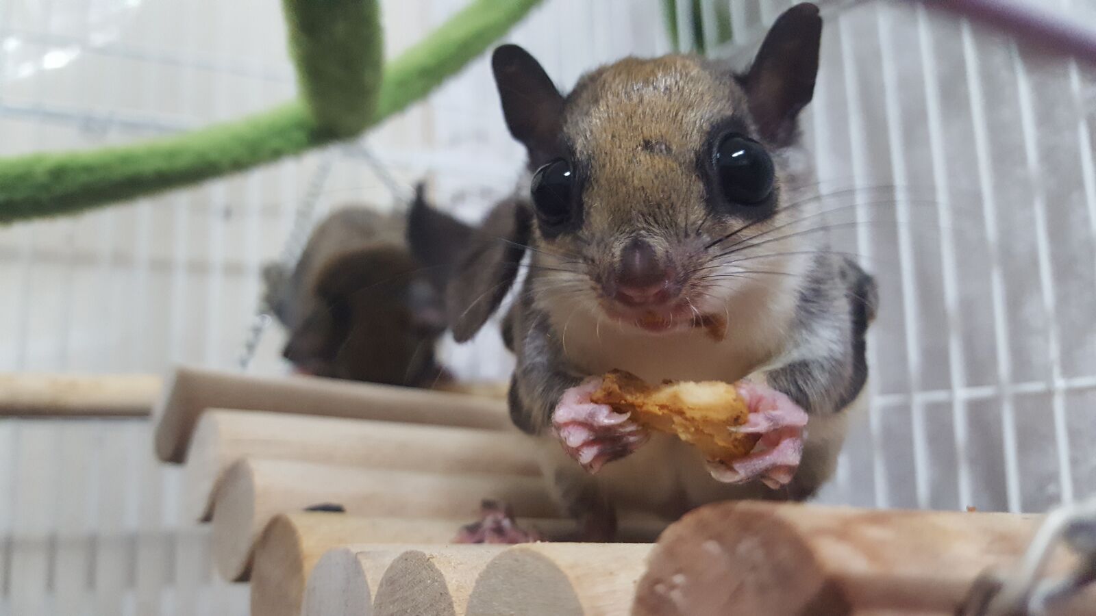 Samsung Galaxy S6 sample photo. The sky squirrel, acorn photography
