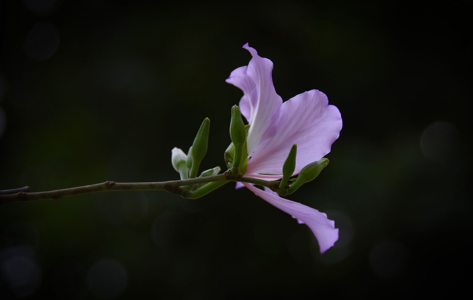 Nikon D7200 sample photo. United board, violet, blooming photography