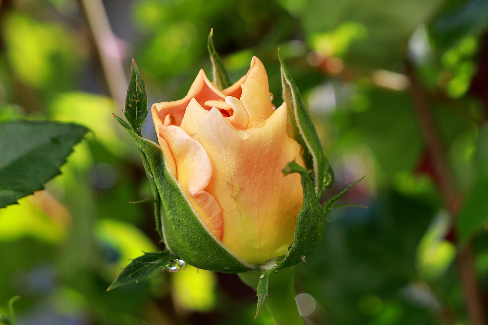 Canon EOS R sample photo. Rose, bud, close up photography