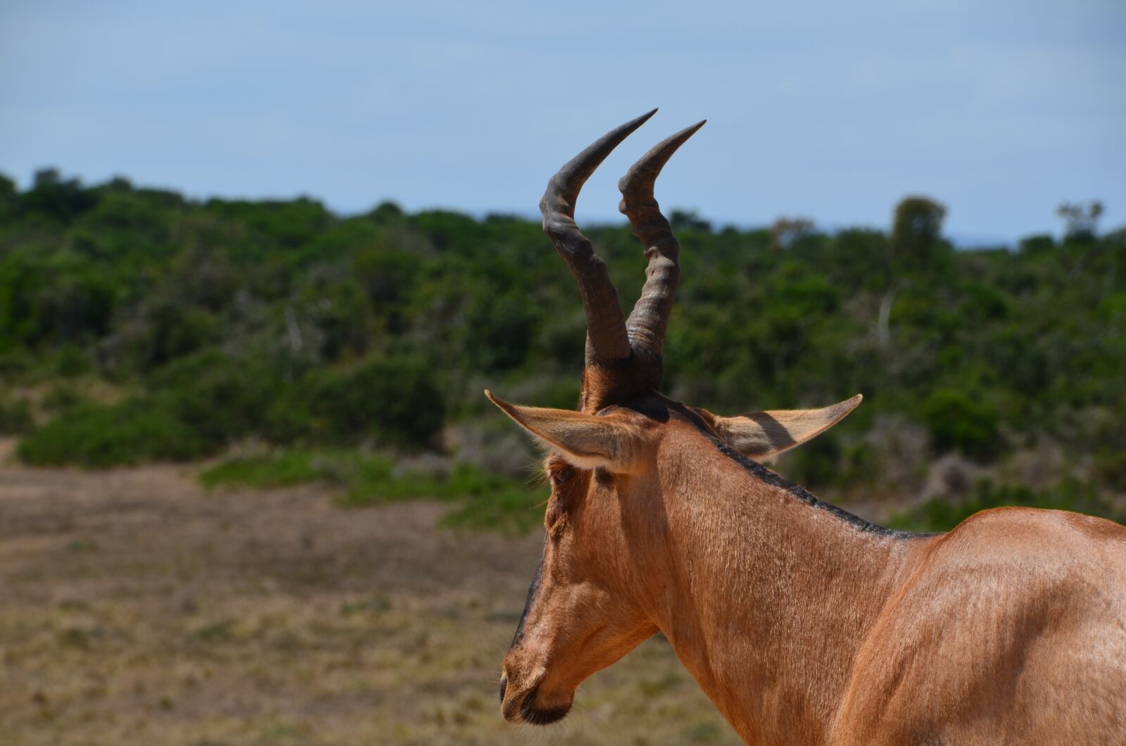 Nikon D5100 sample photo. Africa, safari, wild animal photography