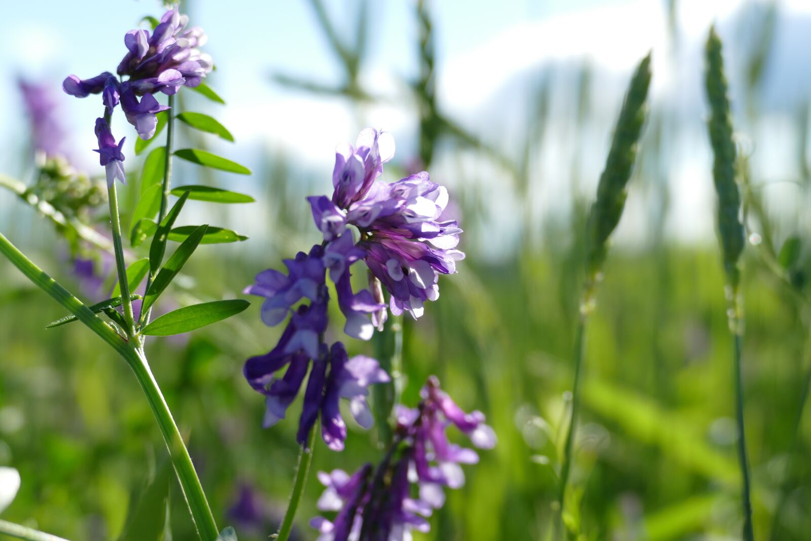Panasonic Lumix DMC-FZ1000 sample photo. Bird vetch, vicia cracca photography