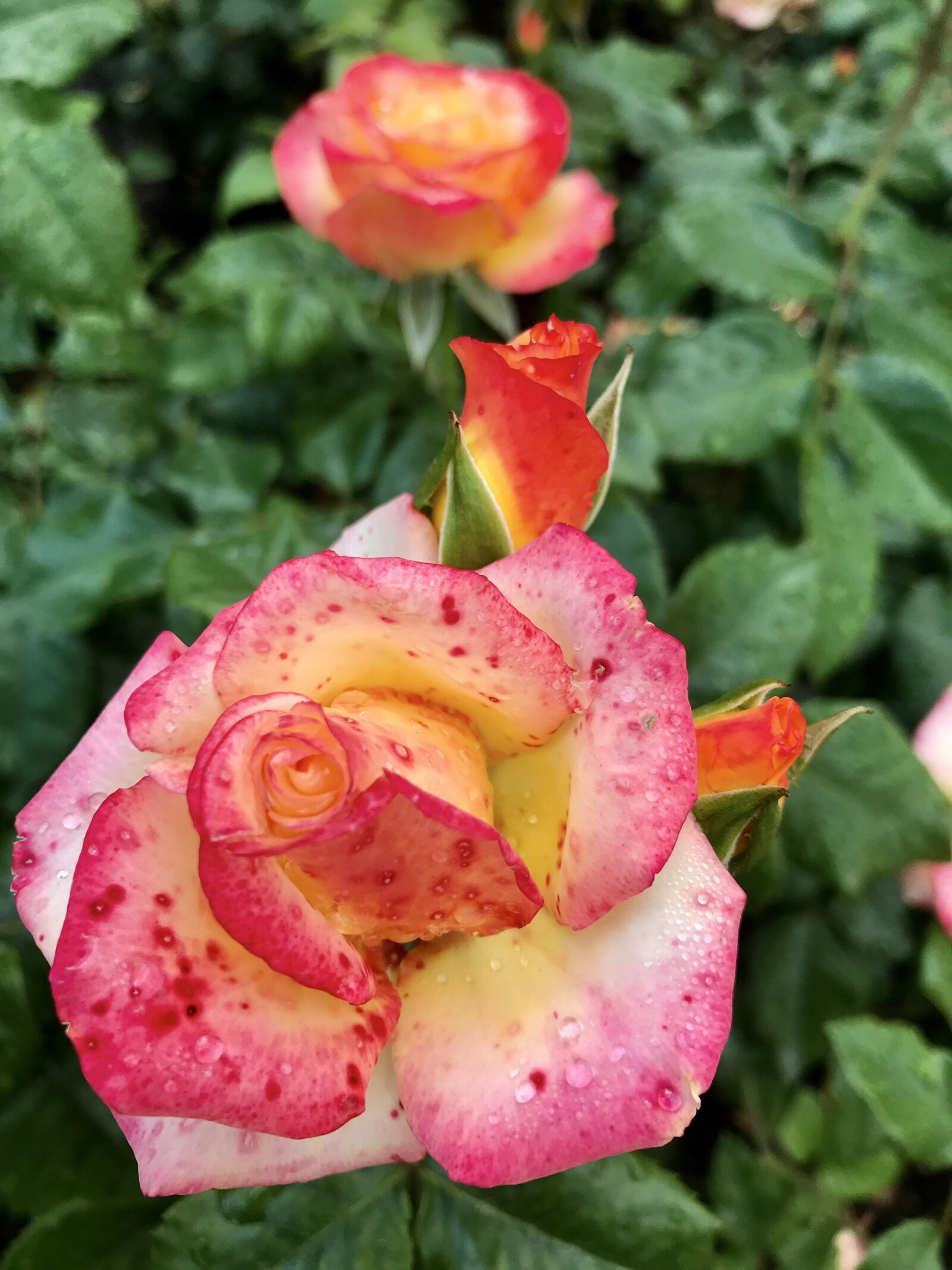 iPhone 7 back camera 3.99mm f/1.8 sample photo. Rose, flowers, rose bloom photography