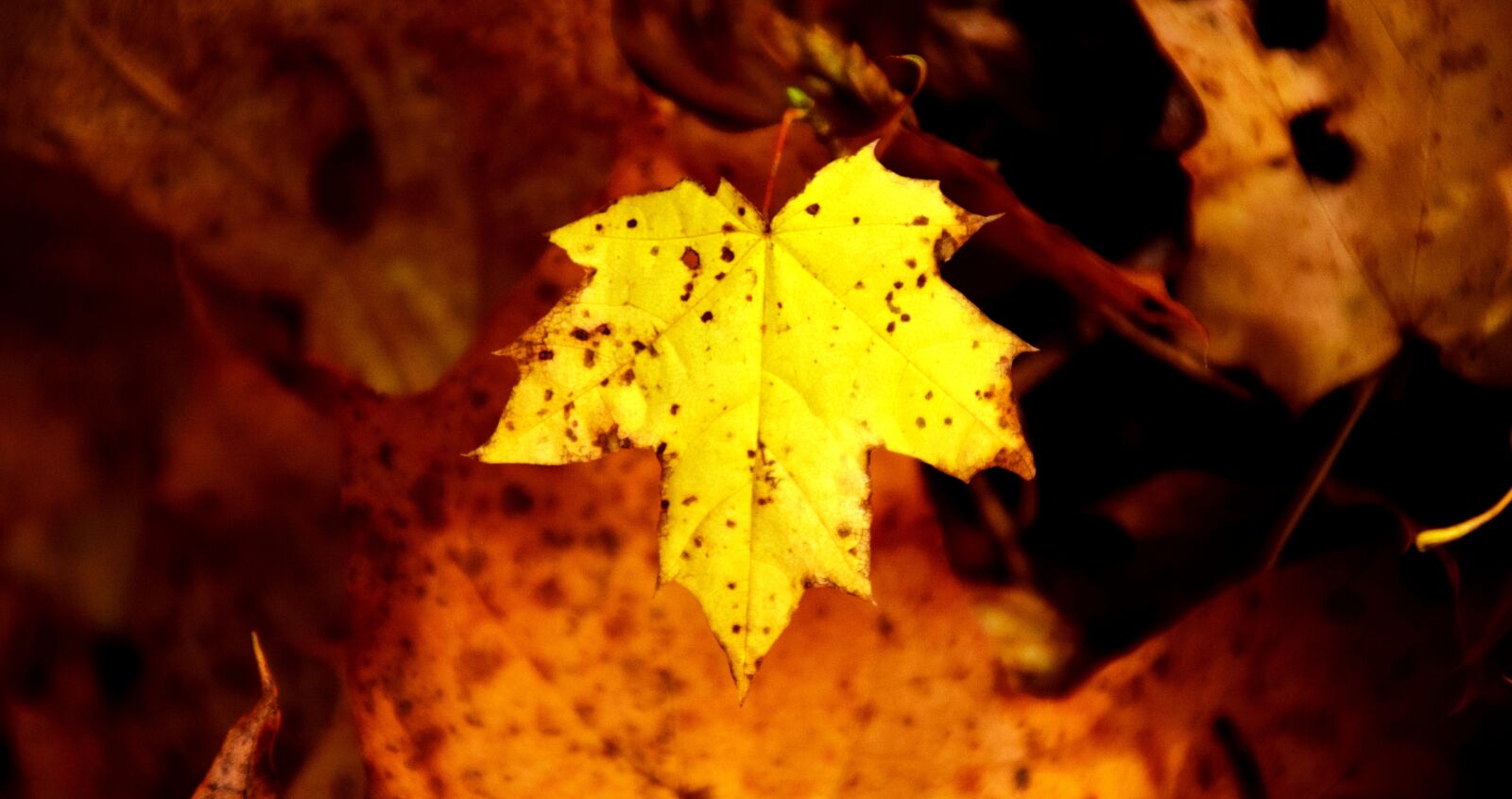 Nikon D3300 sample photo. Leaf, nature, autumn photography
