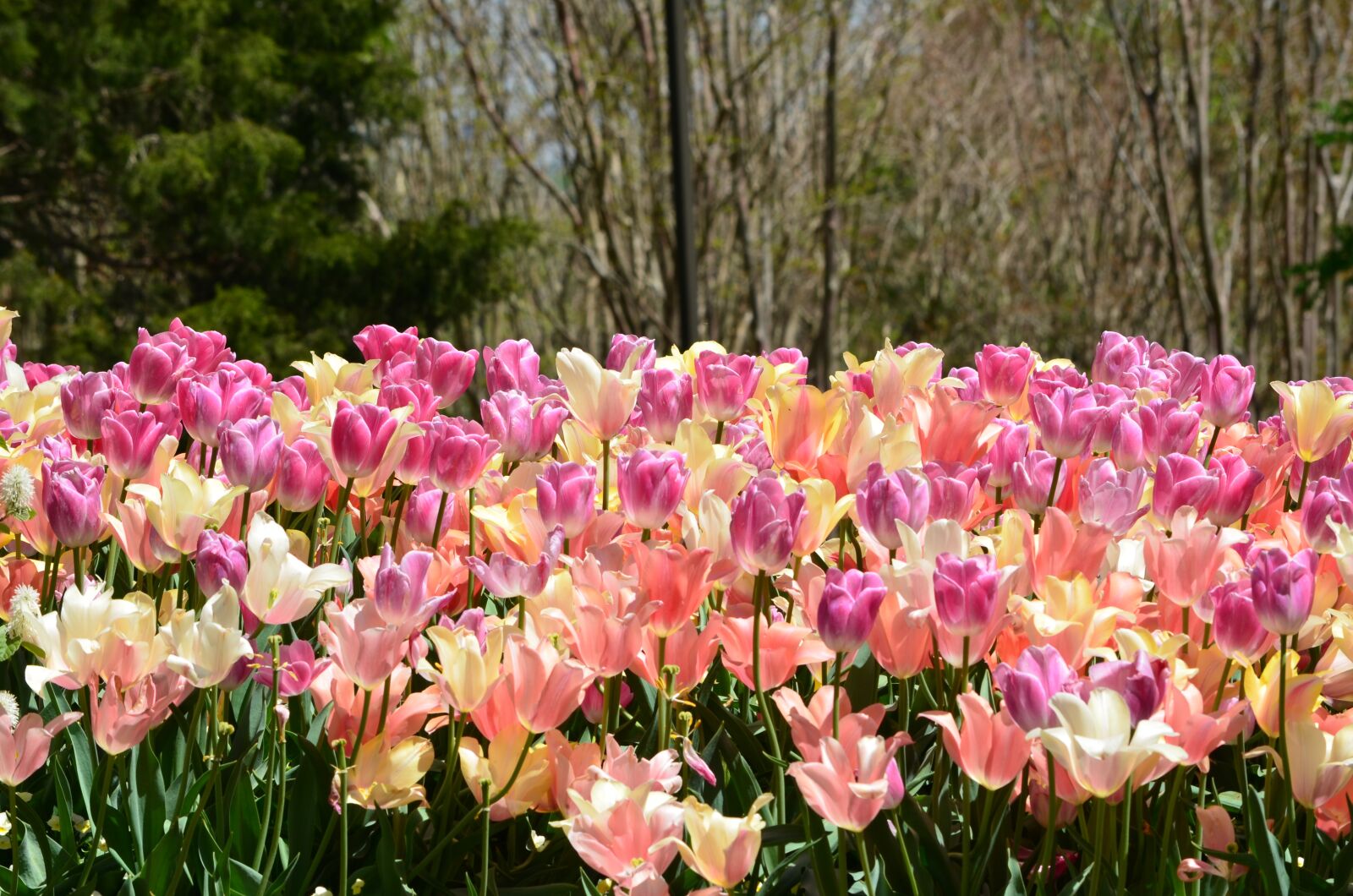 Nikon D5100 sample photo. Field of tulips, flowers photography