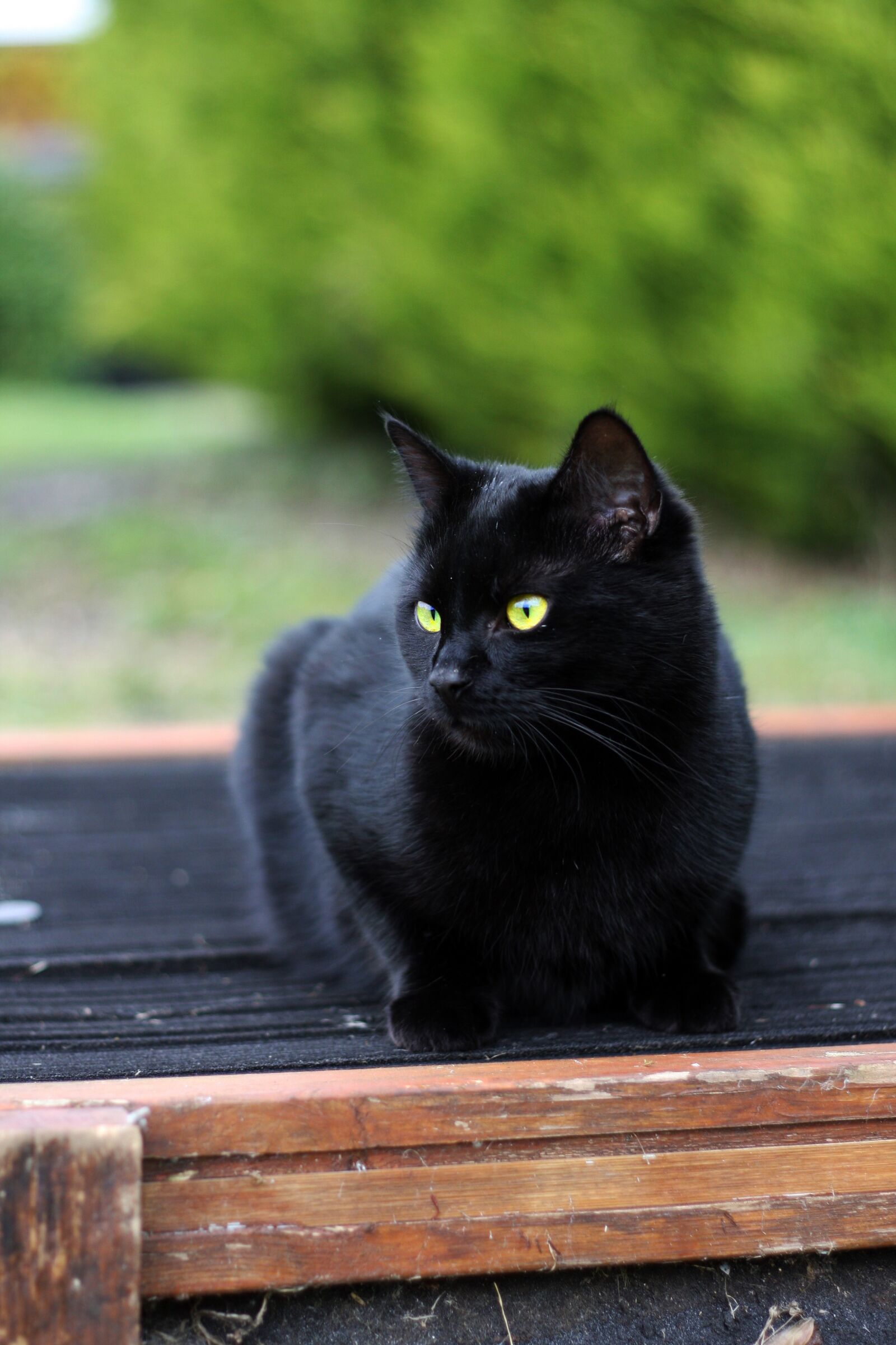Canon EOS 40D sample photo. Black cat, cat, black photography
