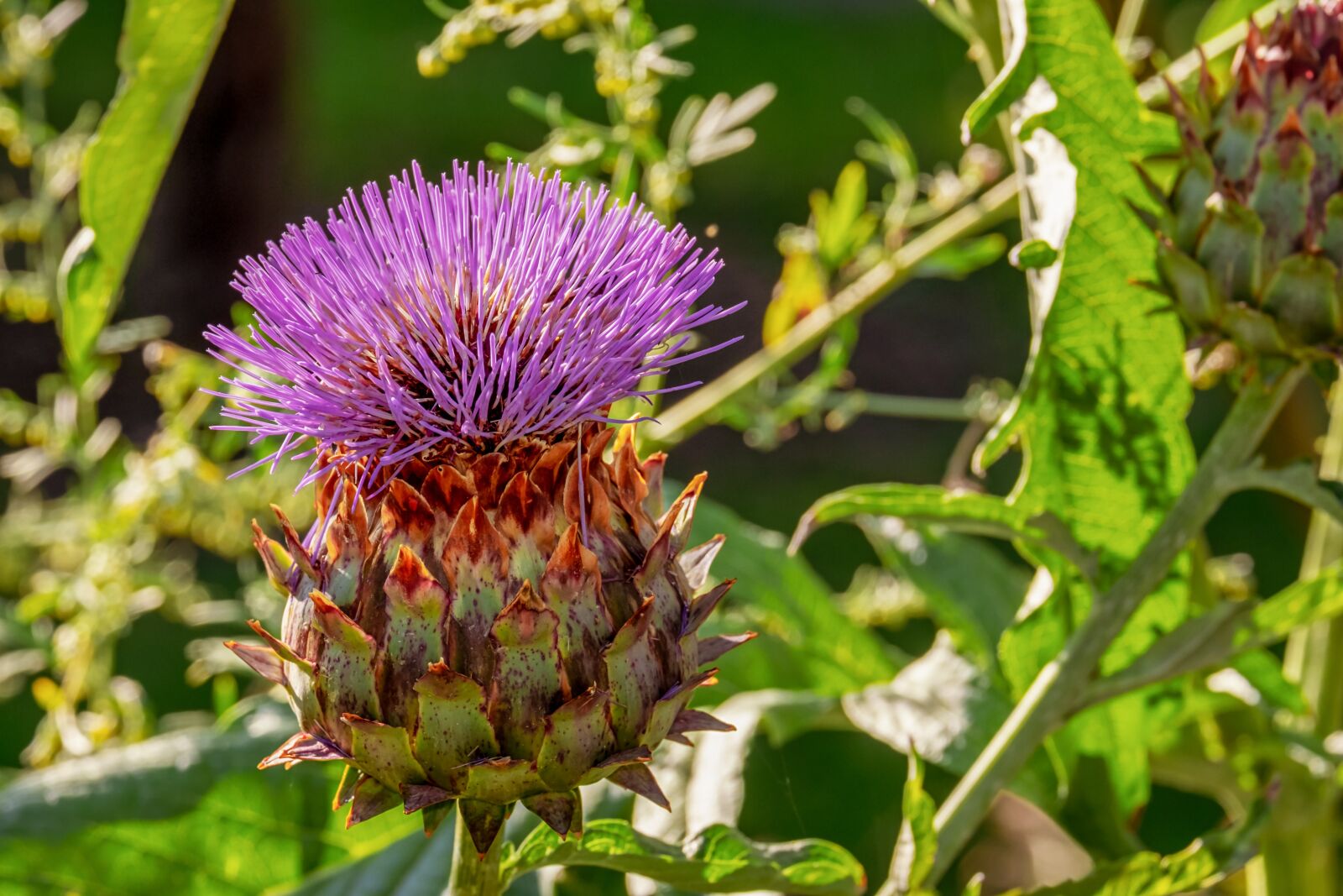 Fujifilm XF 55-200mm F3.5-4.8 R LM OIS sample photo. Artichoke, vegetables, flower vegetables photography