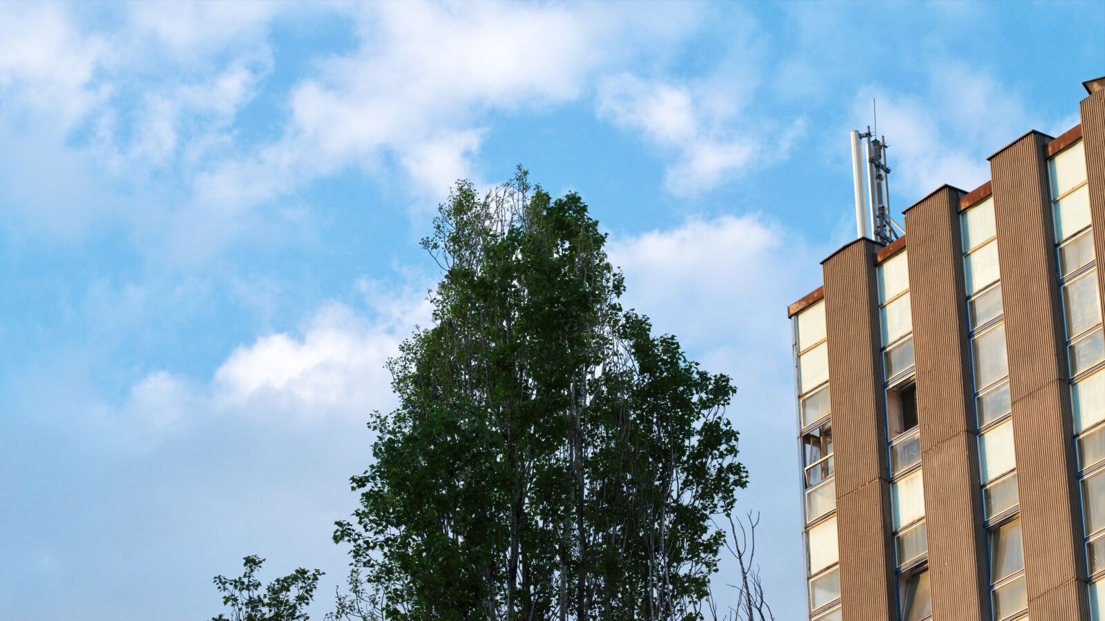 Nikon D5300 sample photo. Landscape, tree, high photography