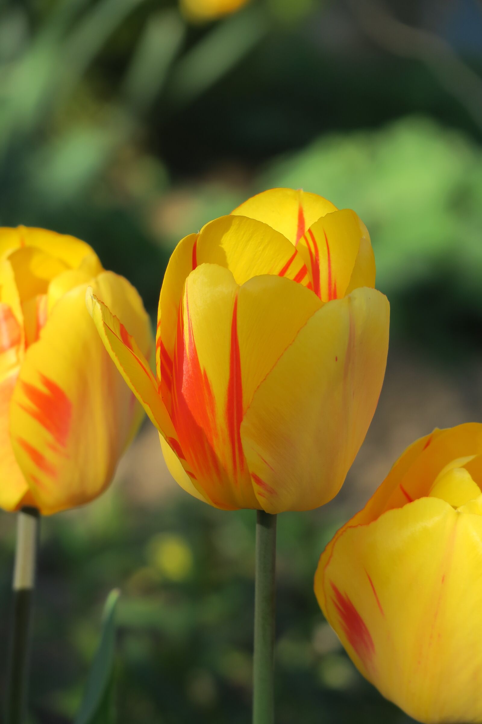Canon PowerShot G3 X sample photo. Nature, flower, tulip photography