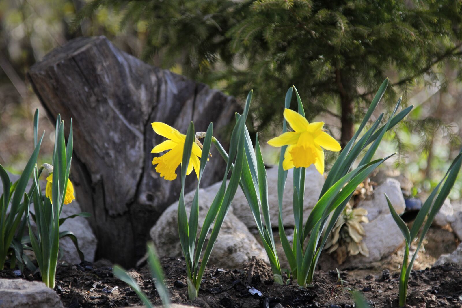 Canon EOS 7D sample photo. Nature, spring, bloom photography