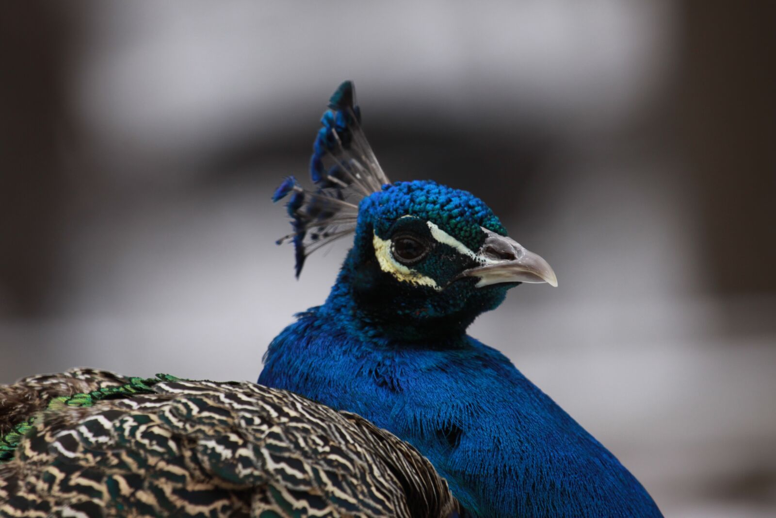 Canon EOS 50D sample photo. Peacock, animal, bird photography