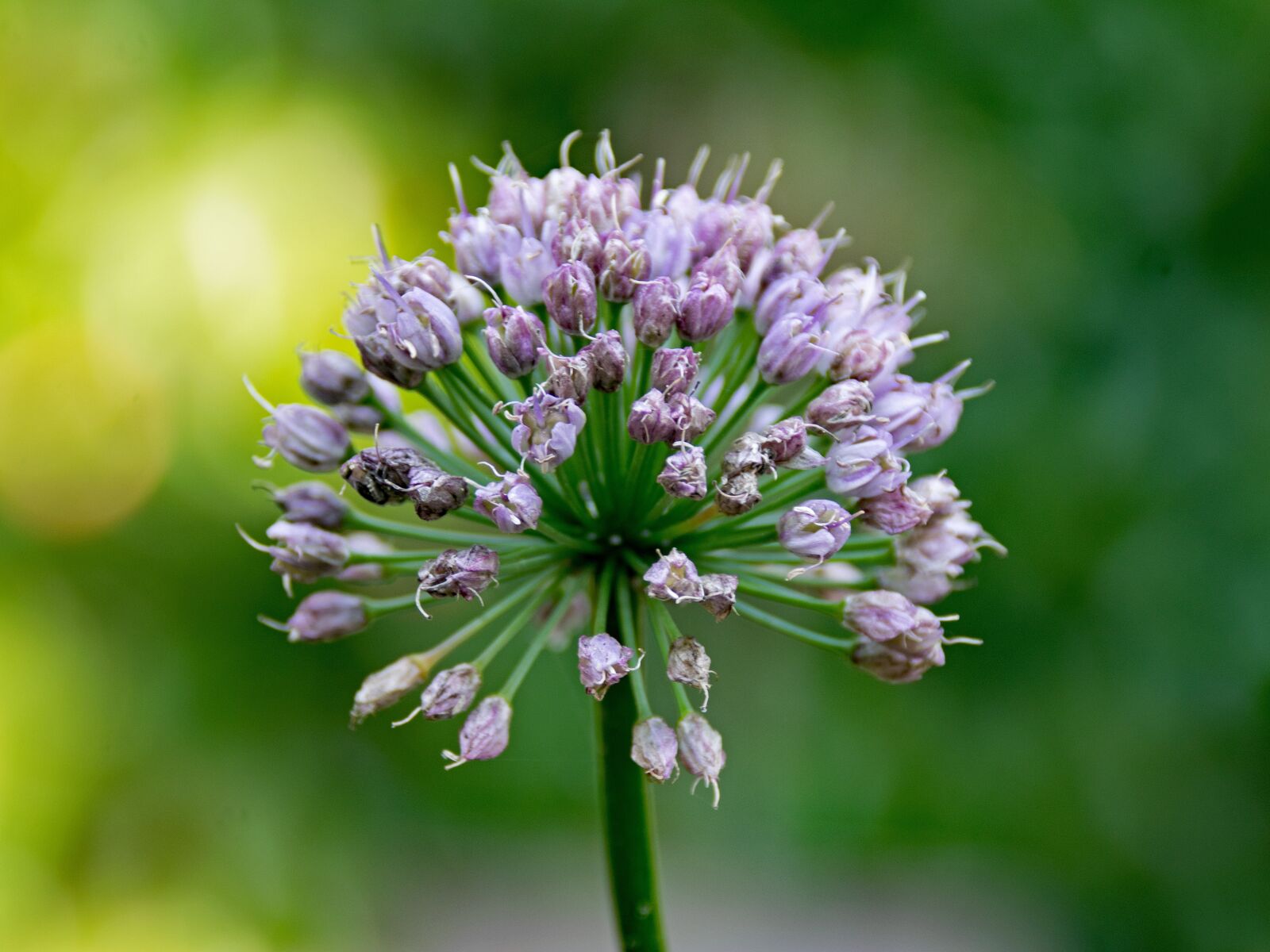 Nikon D5300 sample photo. Ornamental onion, leek, allium photography