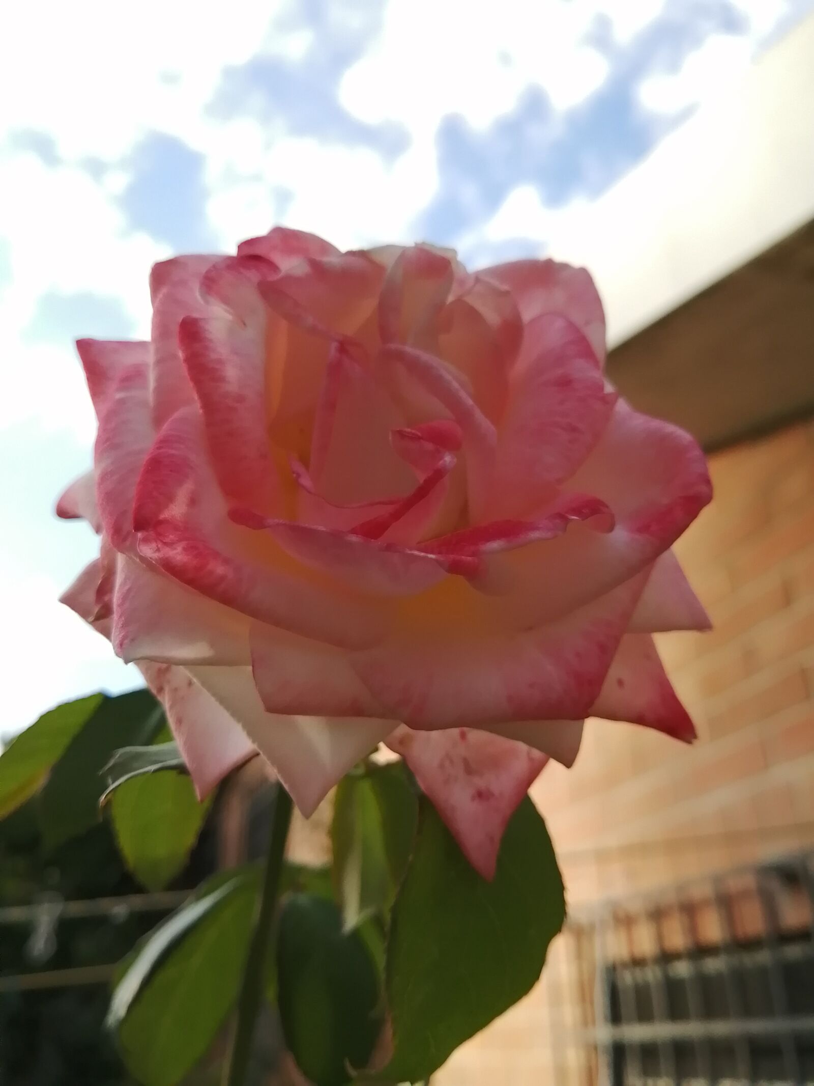 HUAWEI P30 LITE sample photo. Rosa, sky, garden photography