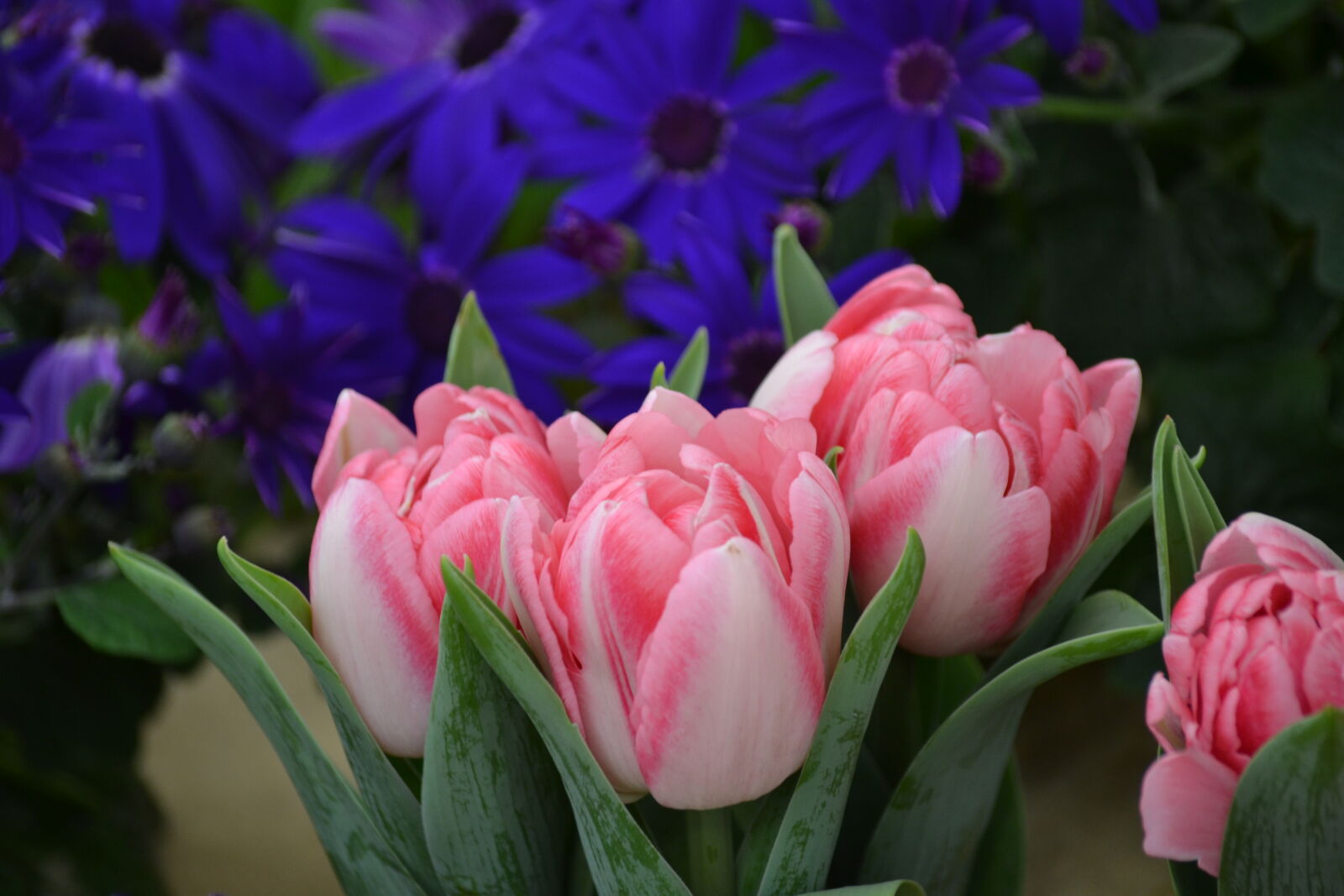 Nikon D3100 sample photo. Spring, spring, flowers, springtime photography