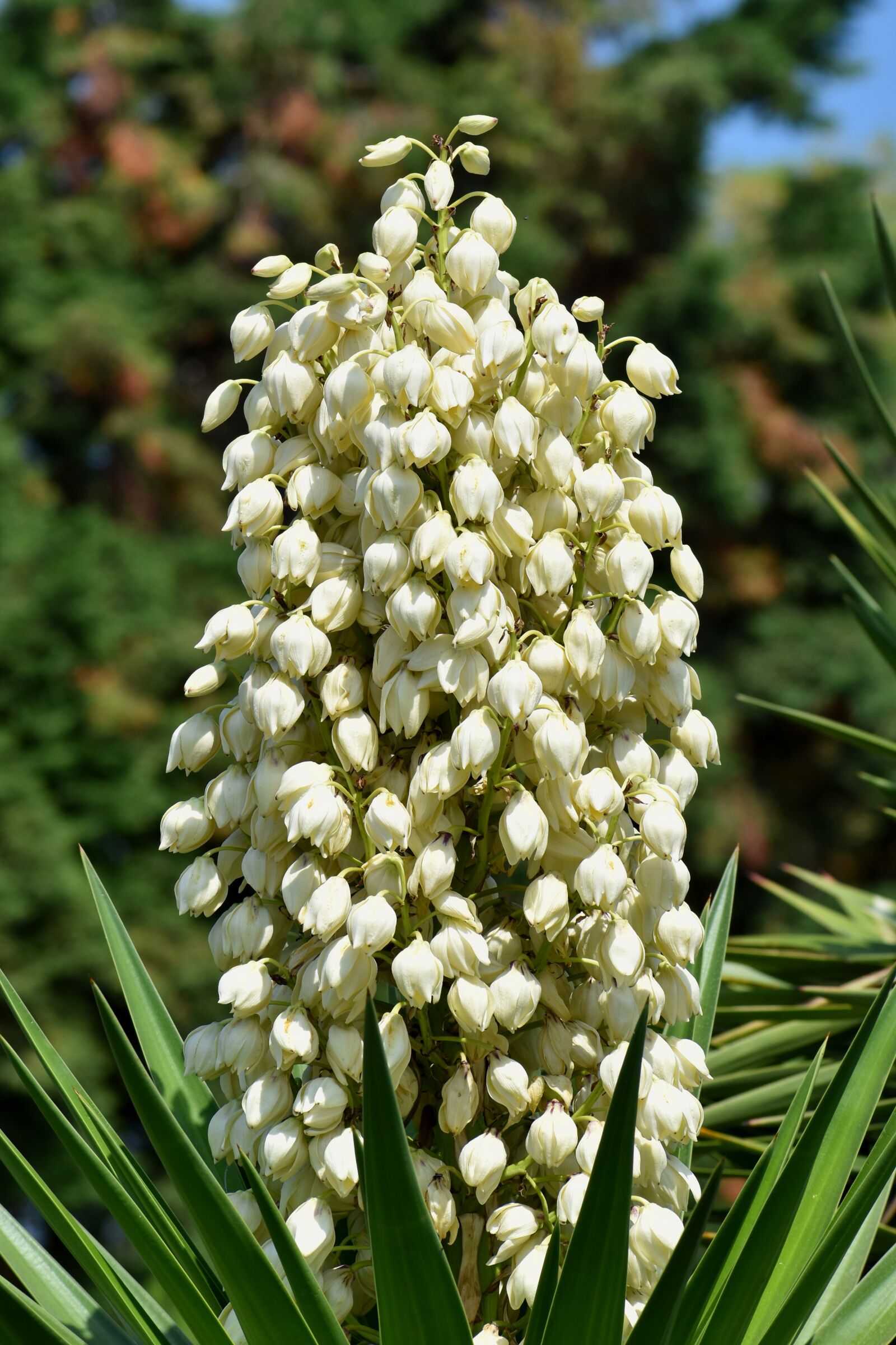 Nikon D3500 sample photo. Flowers, yucca, filamentosa photography