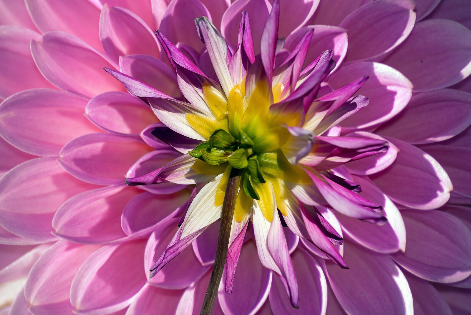 Nikon D3000 sample photo. Dahlia, flower, garden photography