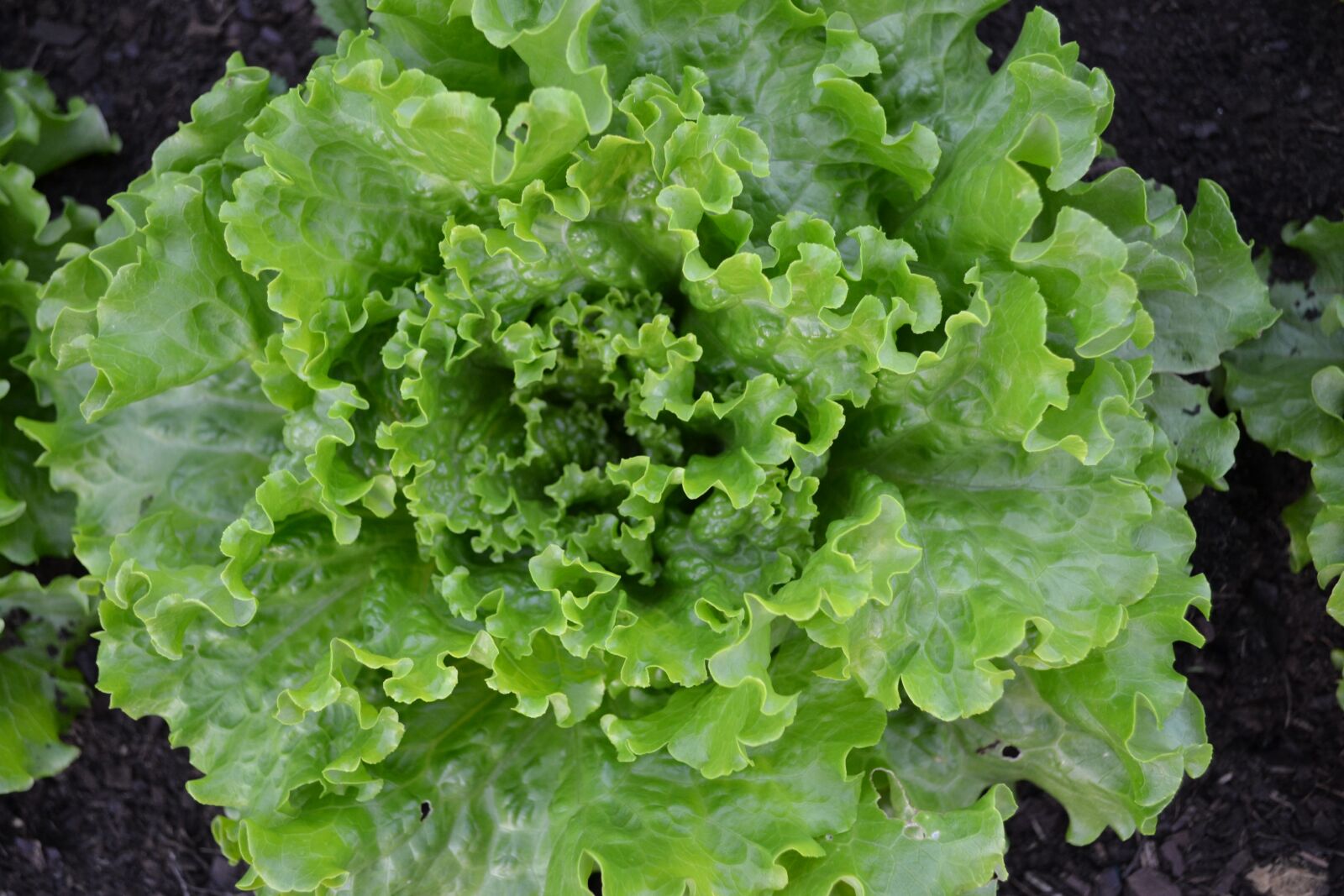 Nikon D3100 sample photo. Lettuce, batavia, green salad photography