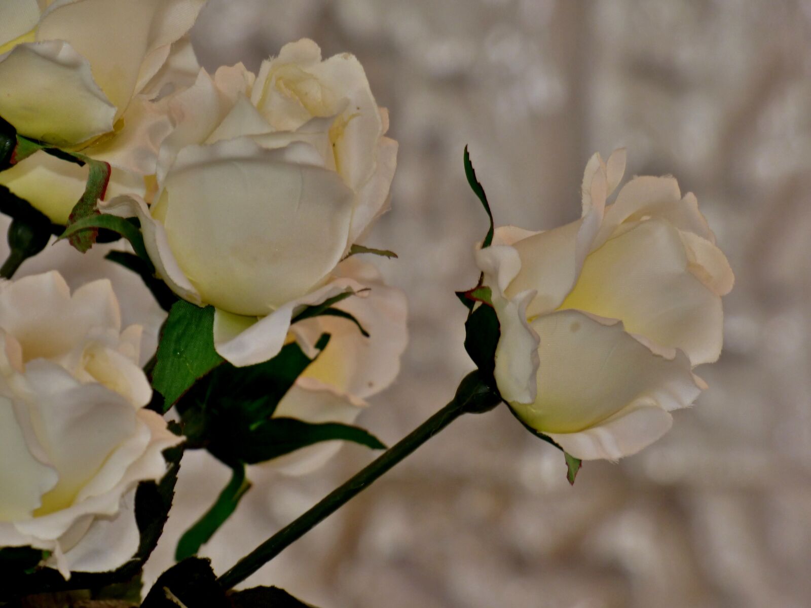 Panasonic DMC-FZ72 sample photo. Rose, white, flower photography