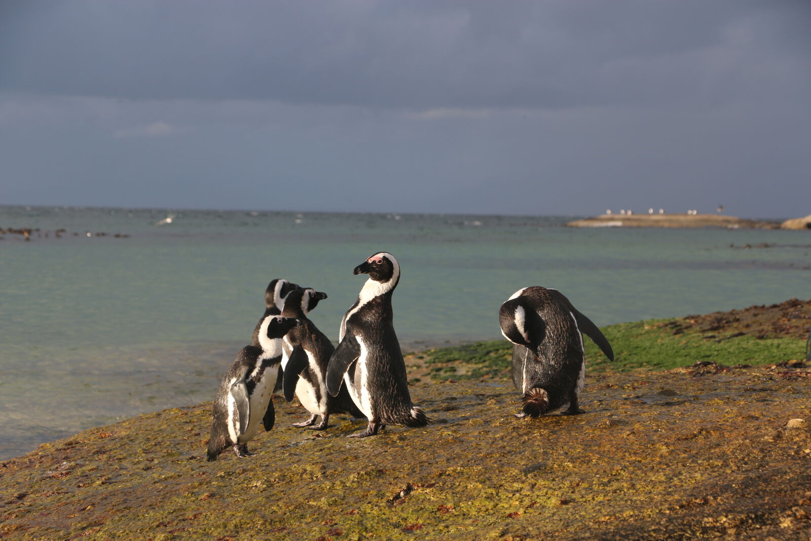 Canon EOS 70D sample photo. Penguin, penguins photography