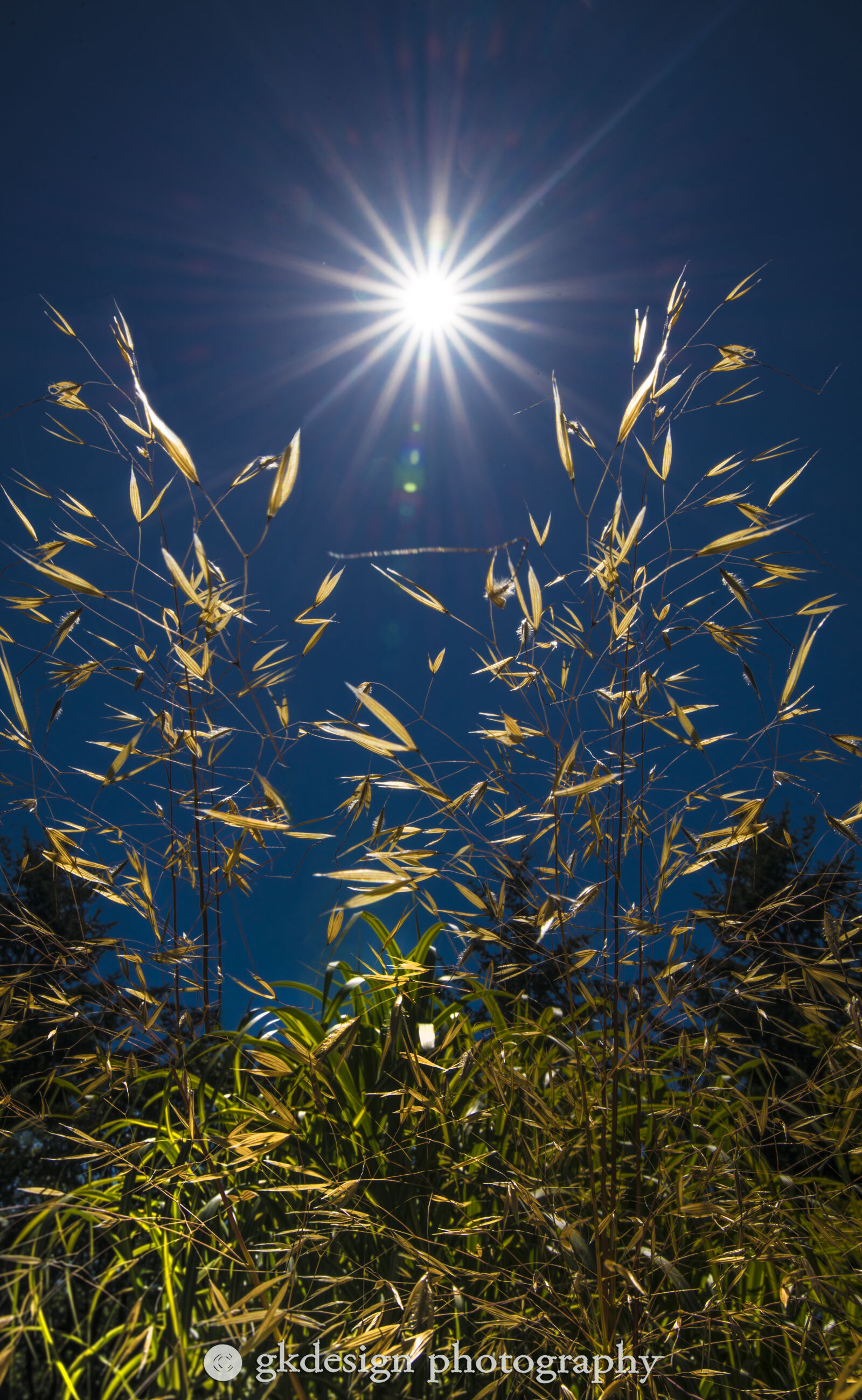 Nikon D610 sample photo