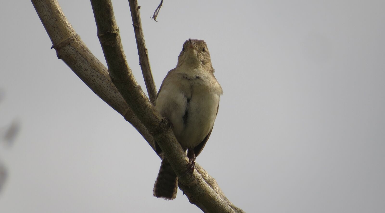 Canon PowerShot SX50 HS sample photo. Wild life, birds, nature photography