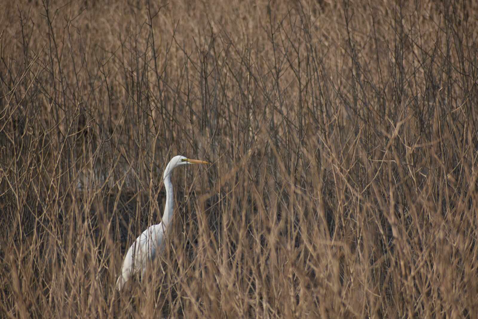 Nikon D7200 sample photo. White heron, nature, wildlife photography
