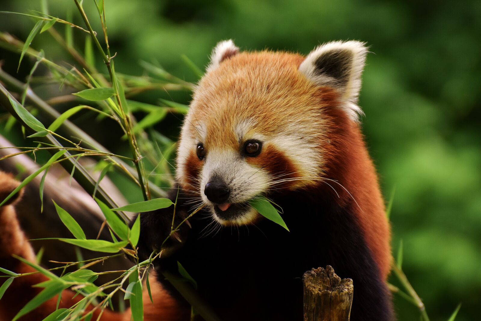 Nikon D7200 sample photo. Panda, red panda, bear photography