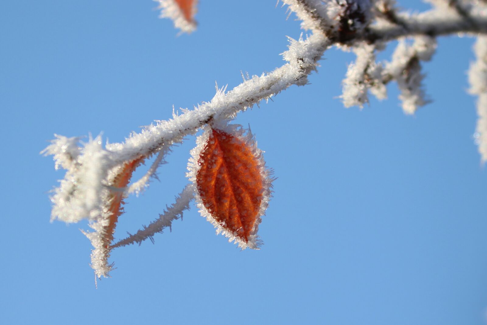 Canon EOS 200D (EOS Rebel SL2 / EOS Kiss X9) sample photo. Leaf, blue sky, ripe photography