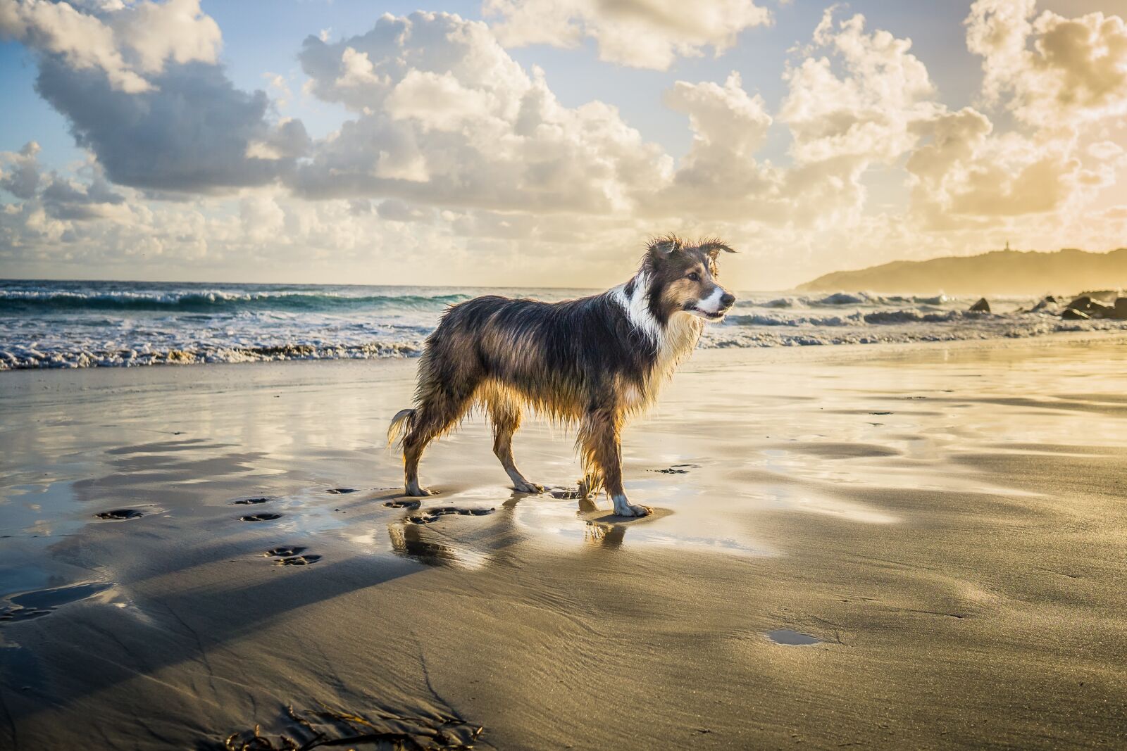 Sony a6000 + Sigma 19mm F2.8 EX DN sample photo. Collie, dog, beach photography