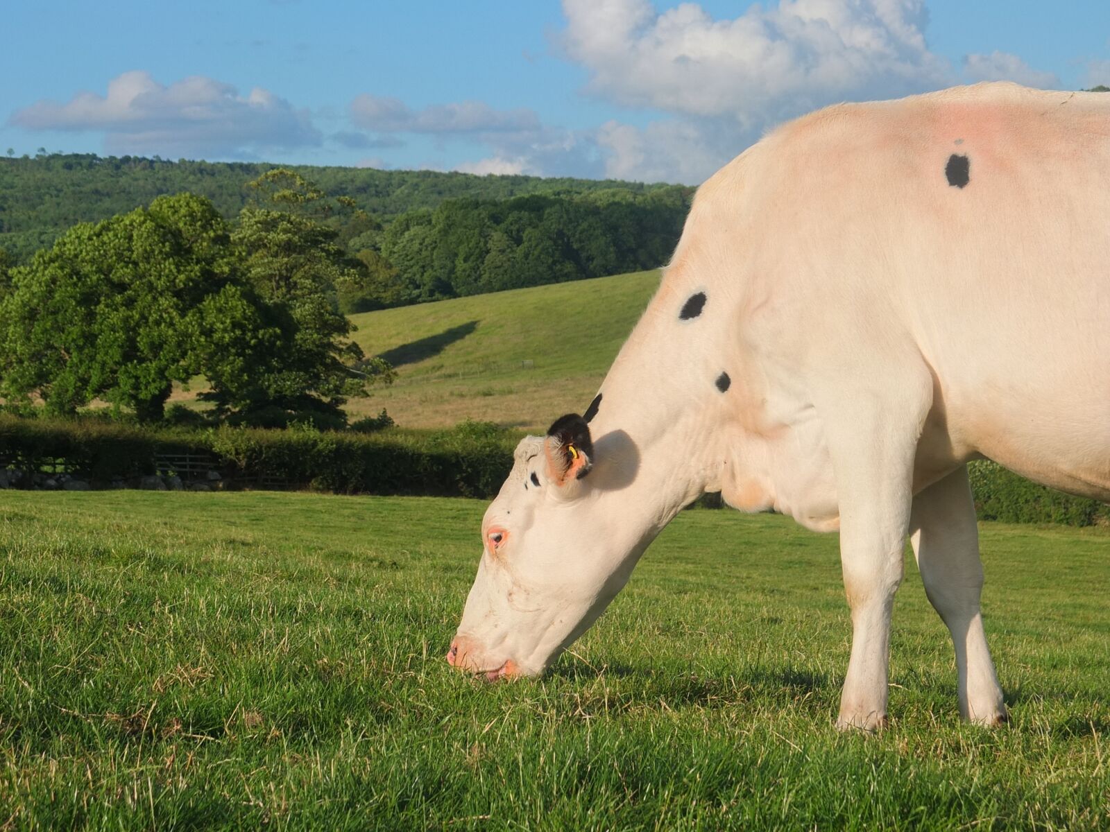 Fujifilm X10 sample photo. Cow, cattle, holstein photography