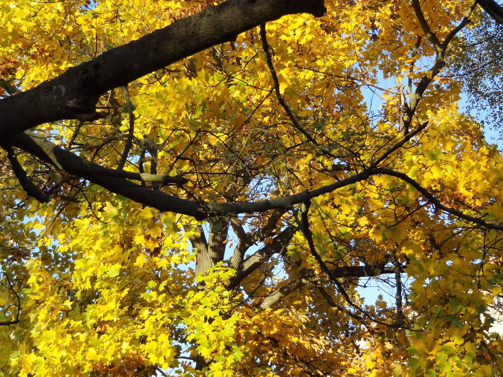 Sony Cyber-shot DSC-HX9V sample photo. Autumn, nostalgia, trees photography