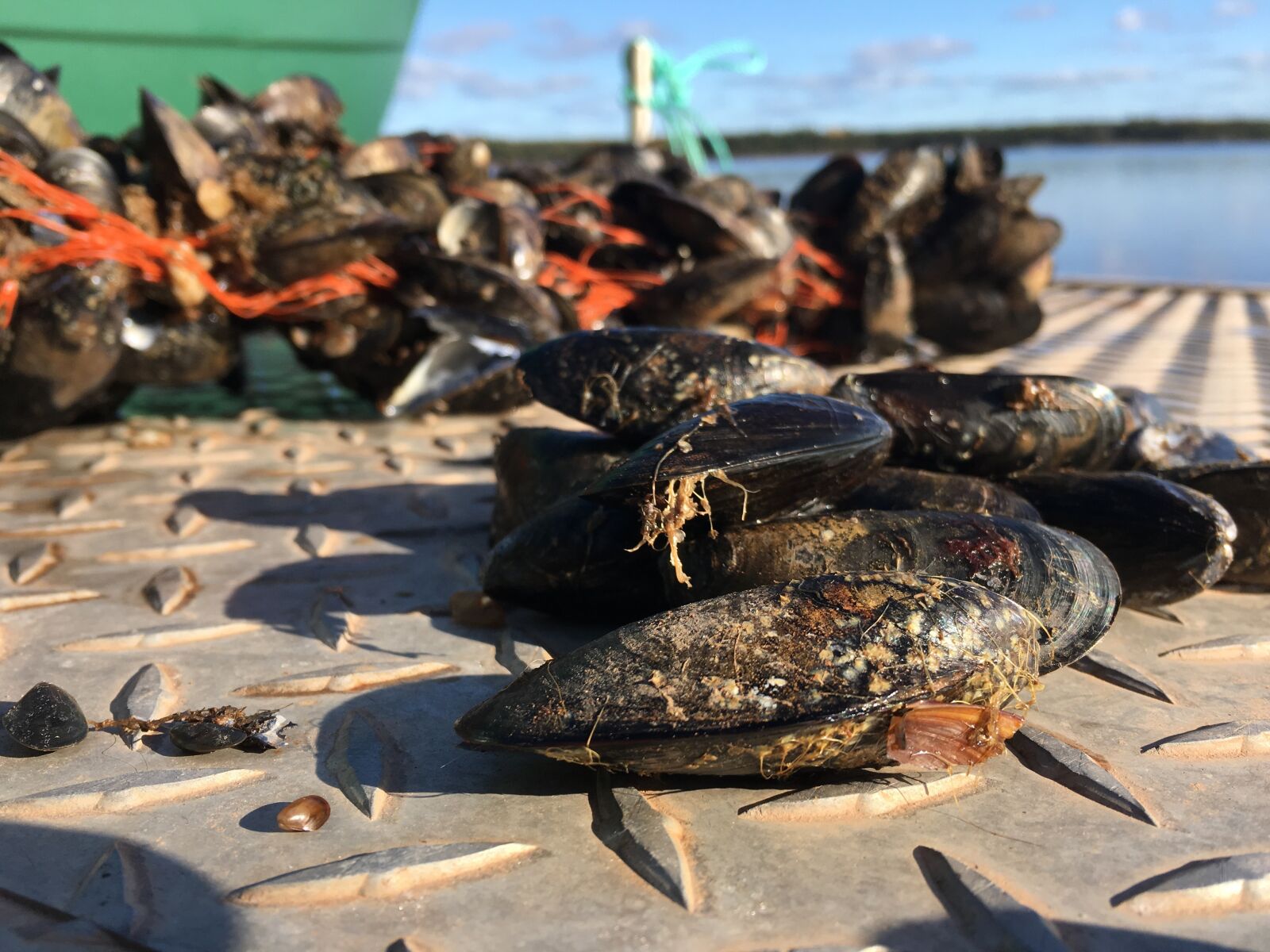 Apple iPhone 6s sample photo. Mussels, dock, river photography