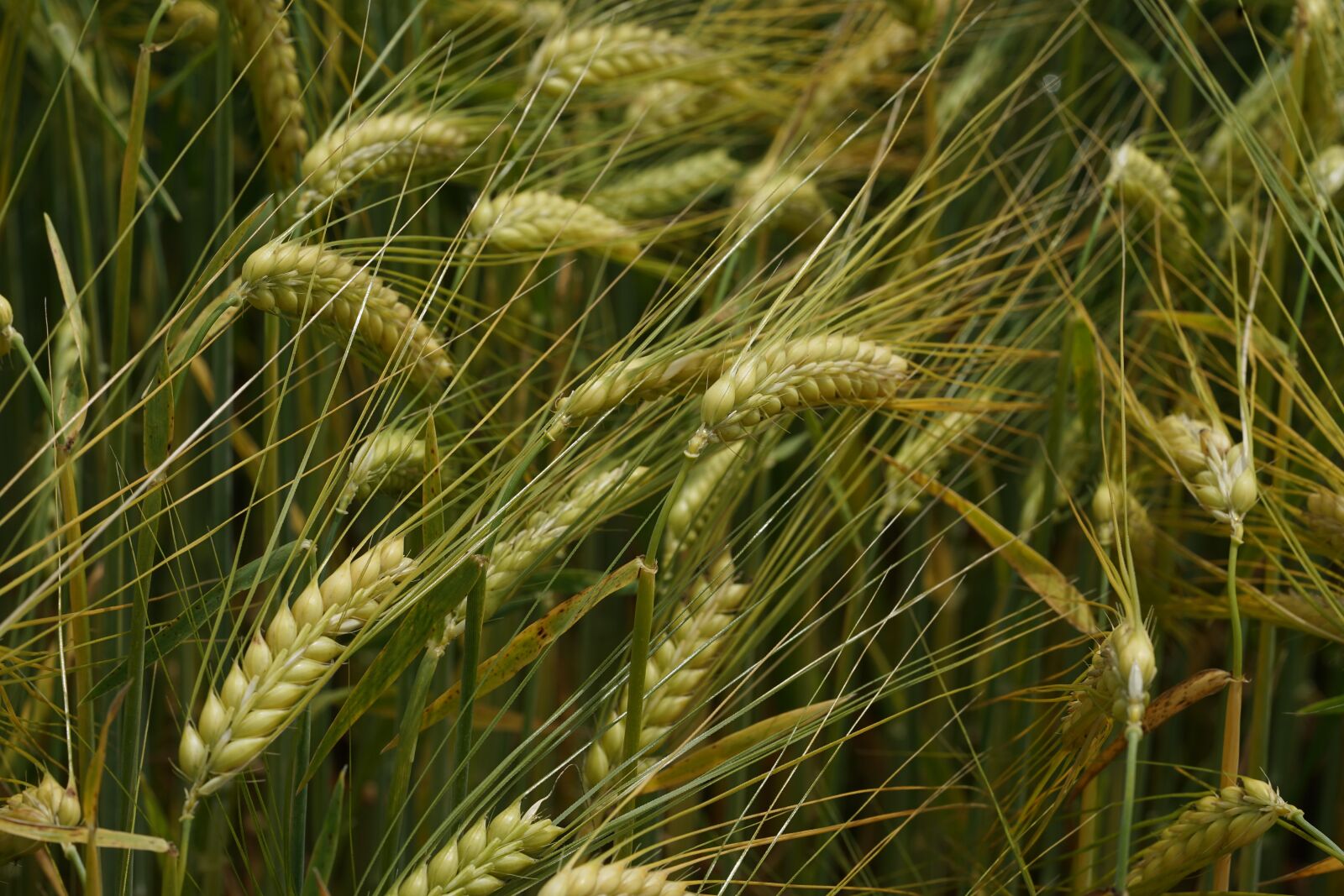 Sony a7 II + Sony FE 90mm F2.8 Macro G OSS sample photo. Cereals, nature, agriculture photography