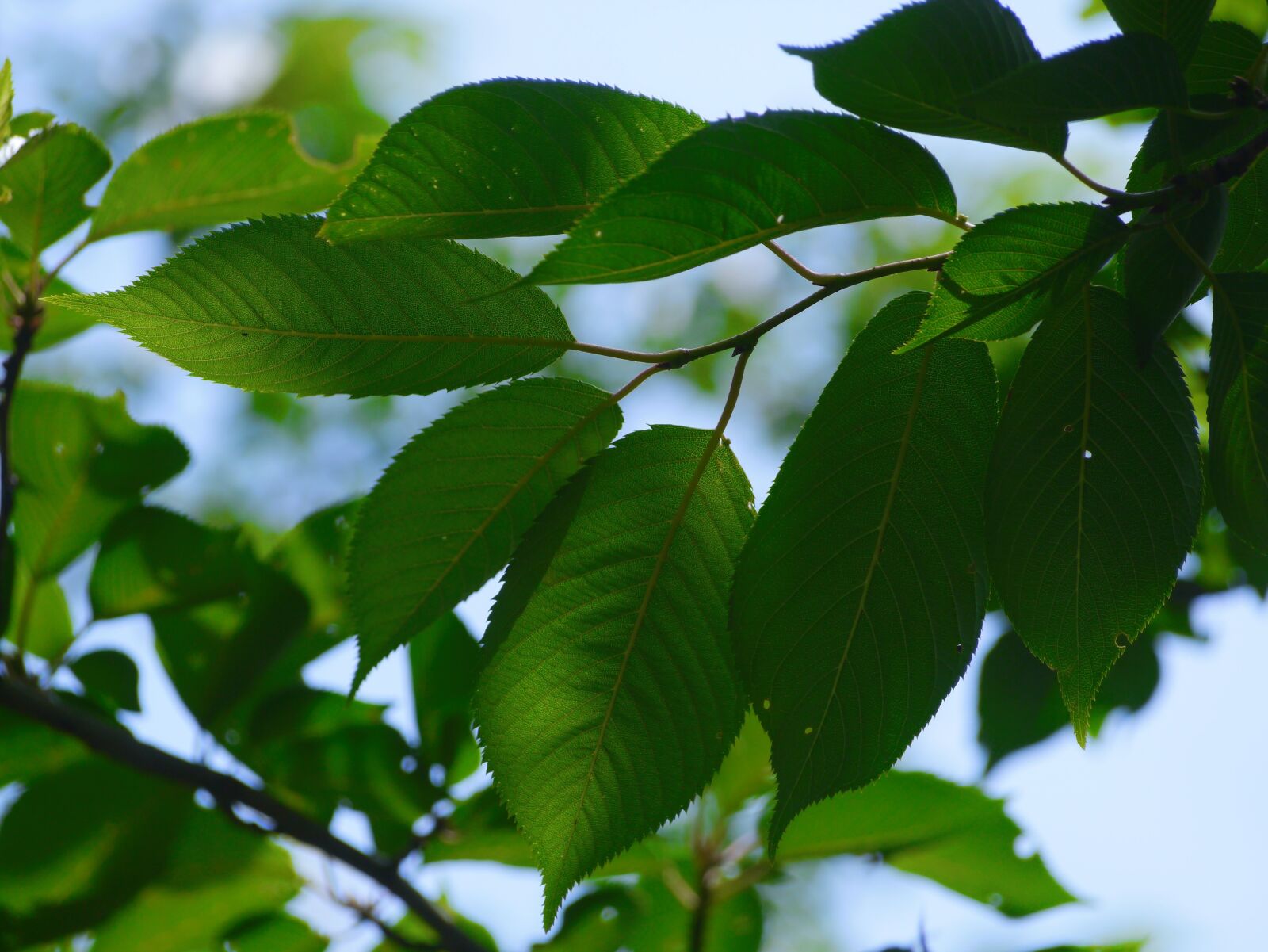 Panasonic Lumix DMC-GX1 sample photo. Cherry blossoms, leaf, branches photography