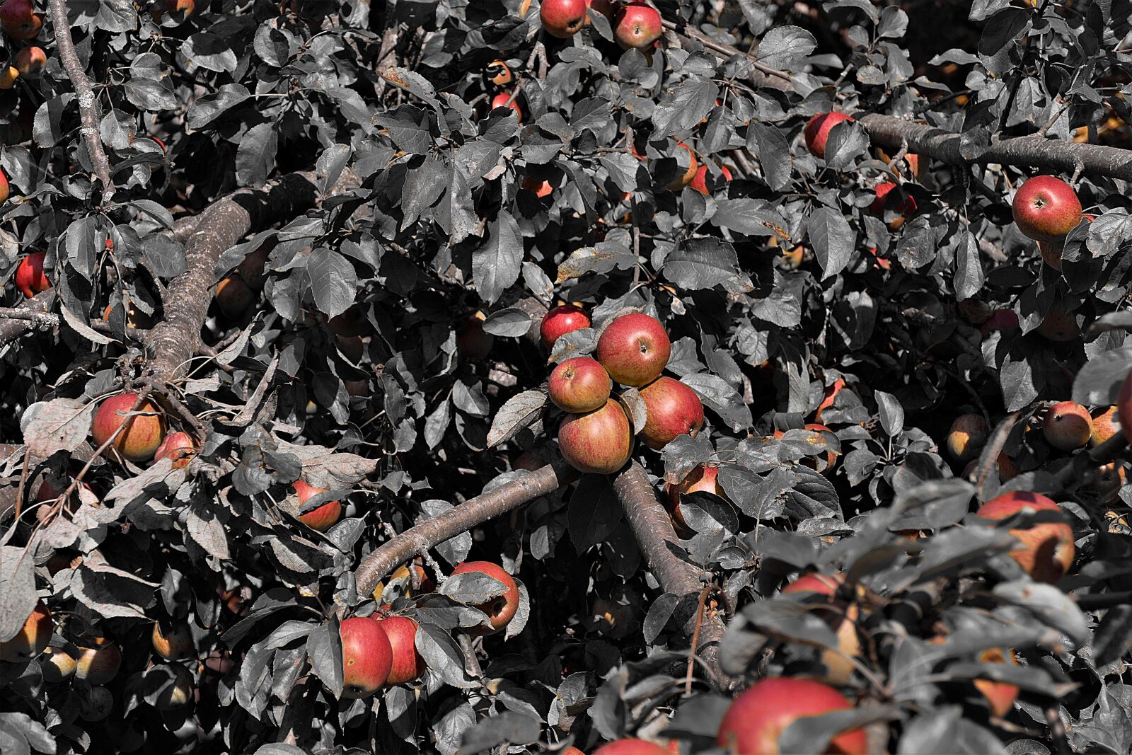 Panasonic Lumix DMC-FZ1000 sample photo. Apple tree, apple, fruits photography