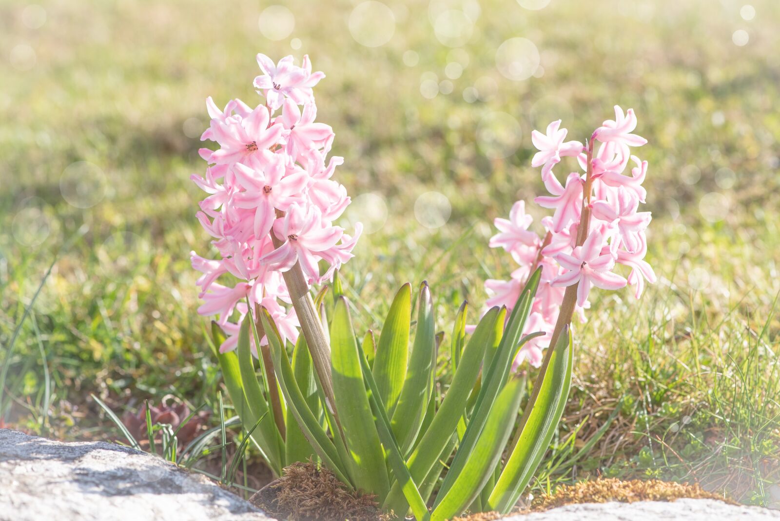 Nikon D750 sample photo. Hyacinth, flowers, pink photography